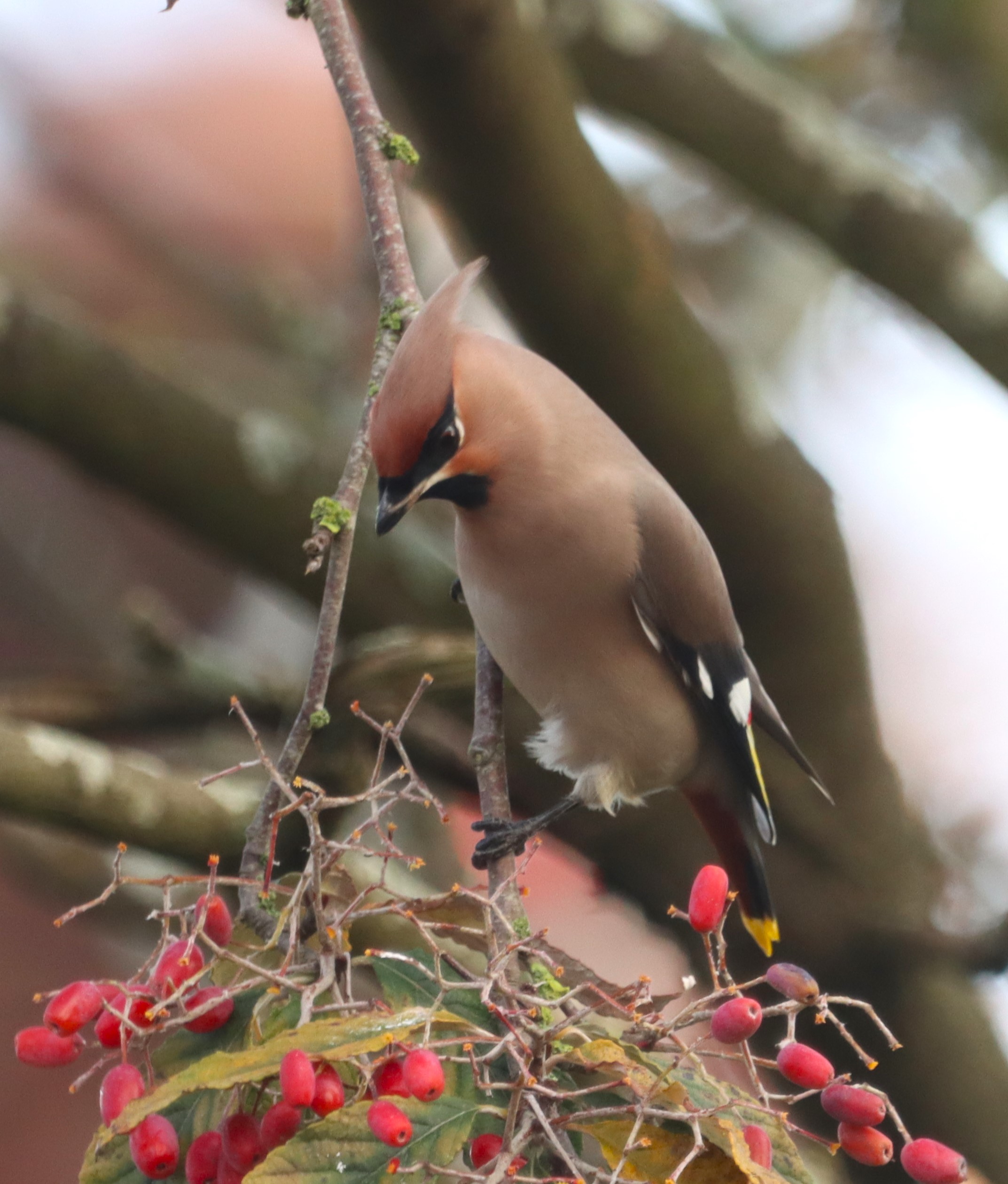 Waxwing - 10-11-2023