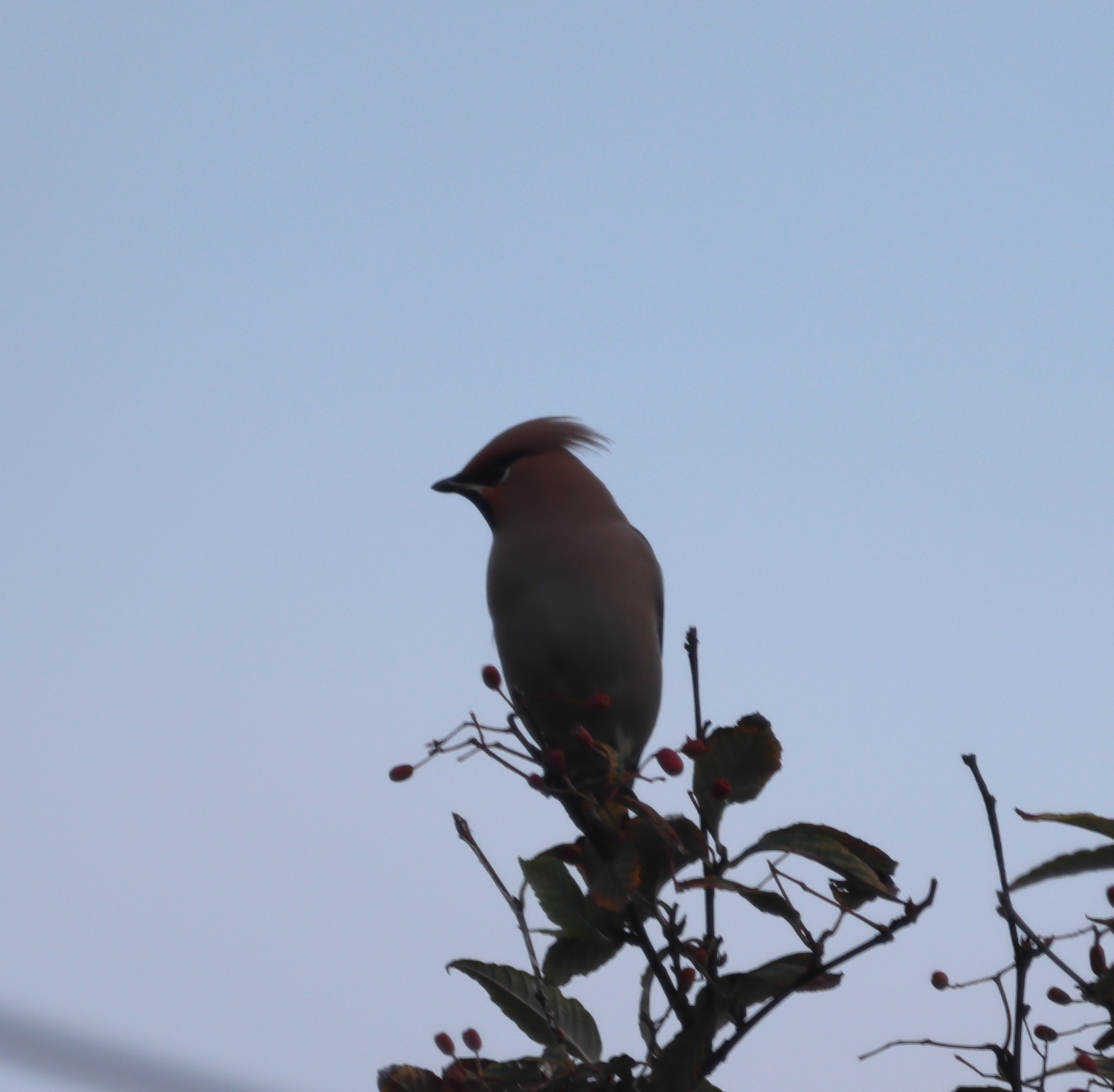 Waxwing - 10-11-2023