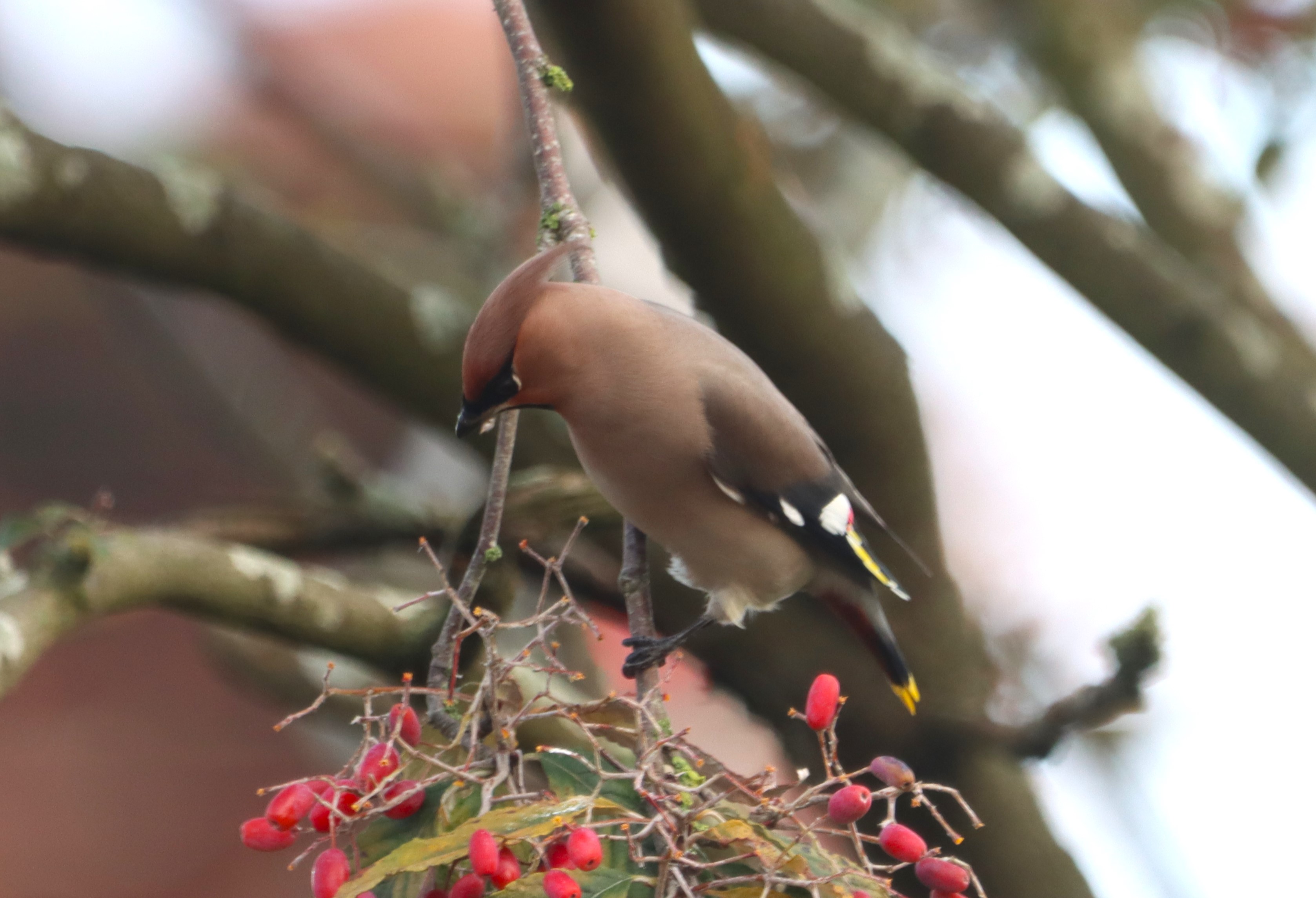 Waxwing - 10-11-2023