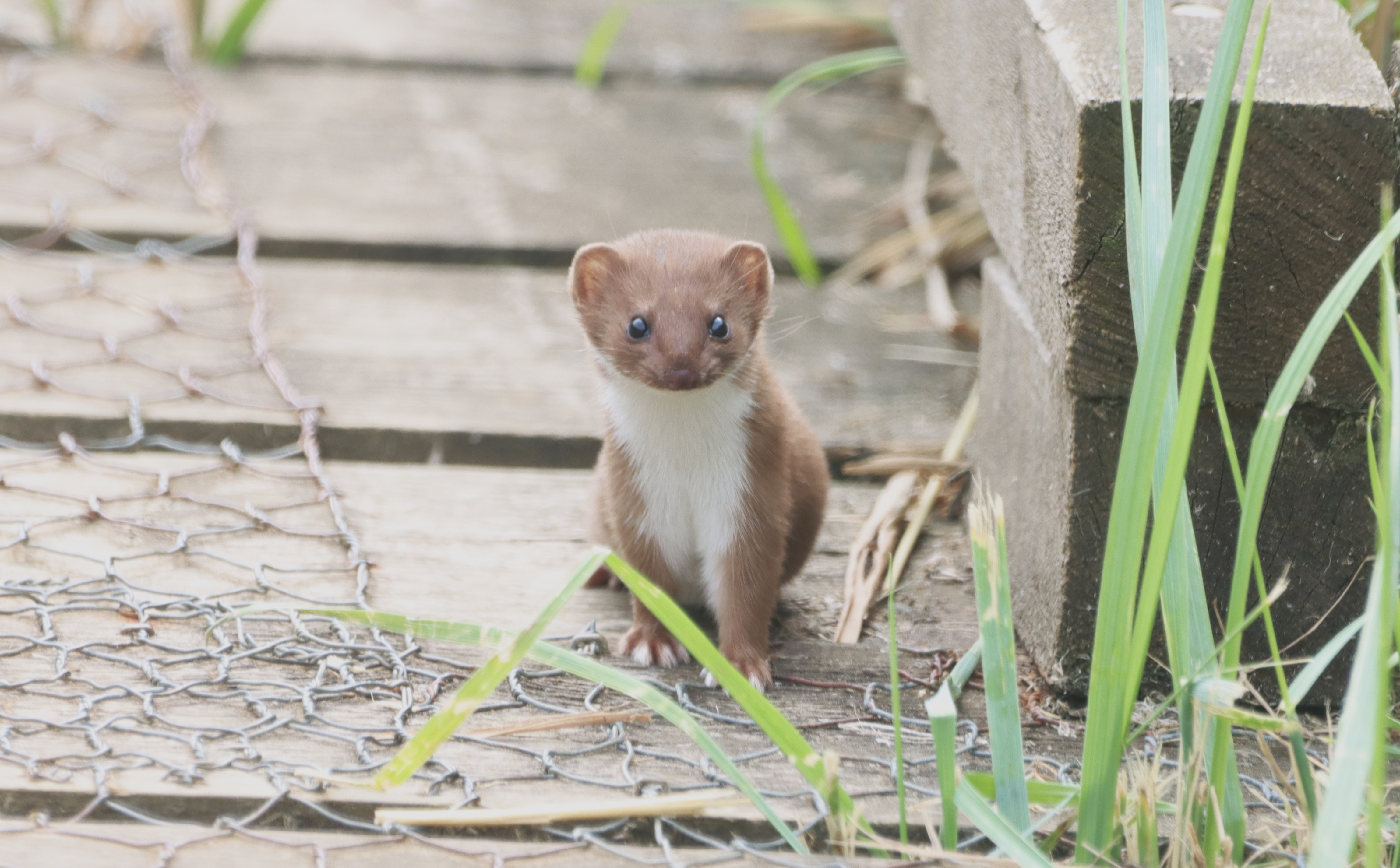 Weasel - 18-07-2026