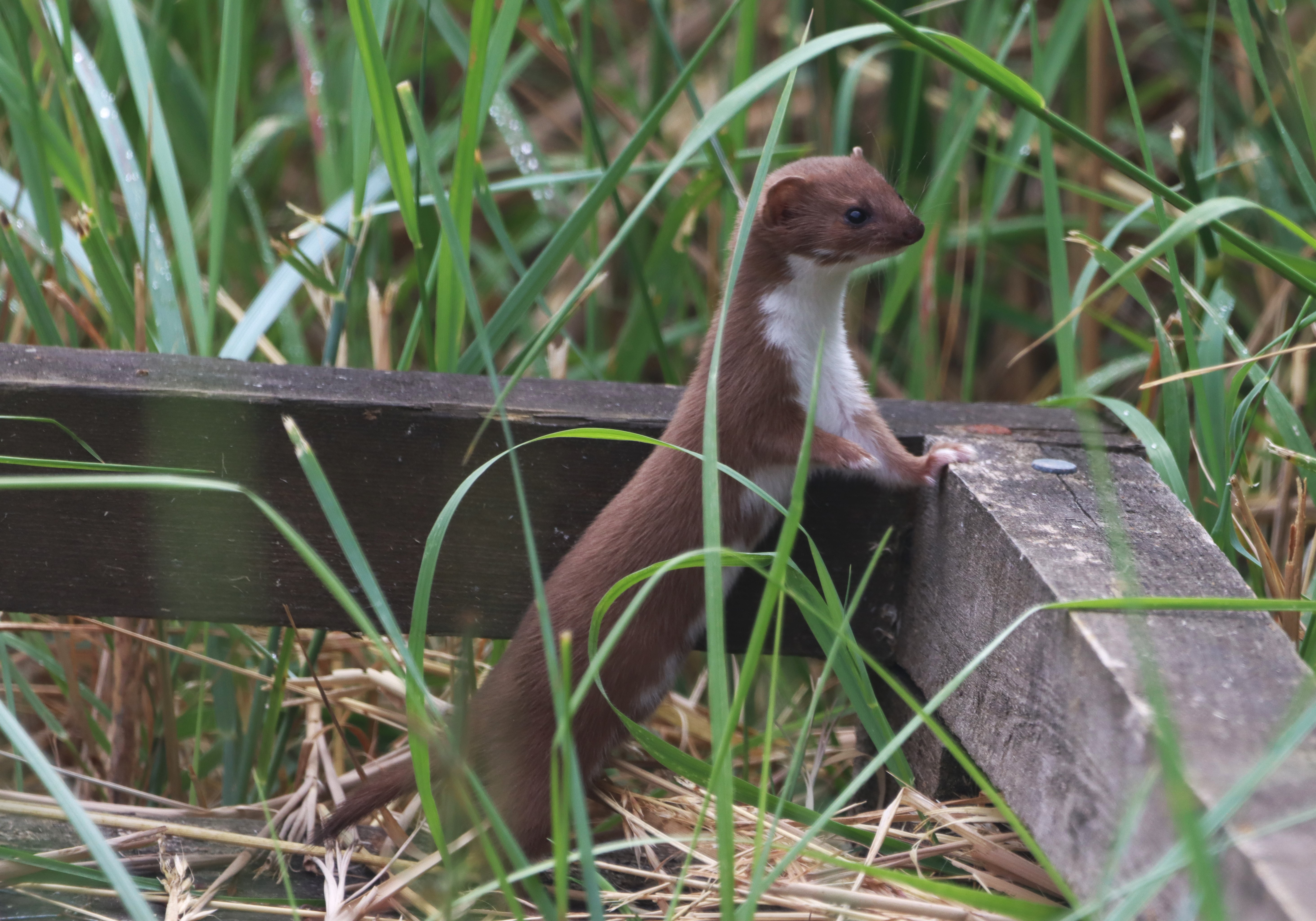 Weasel - 18-07-2026