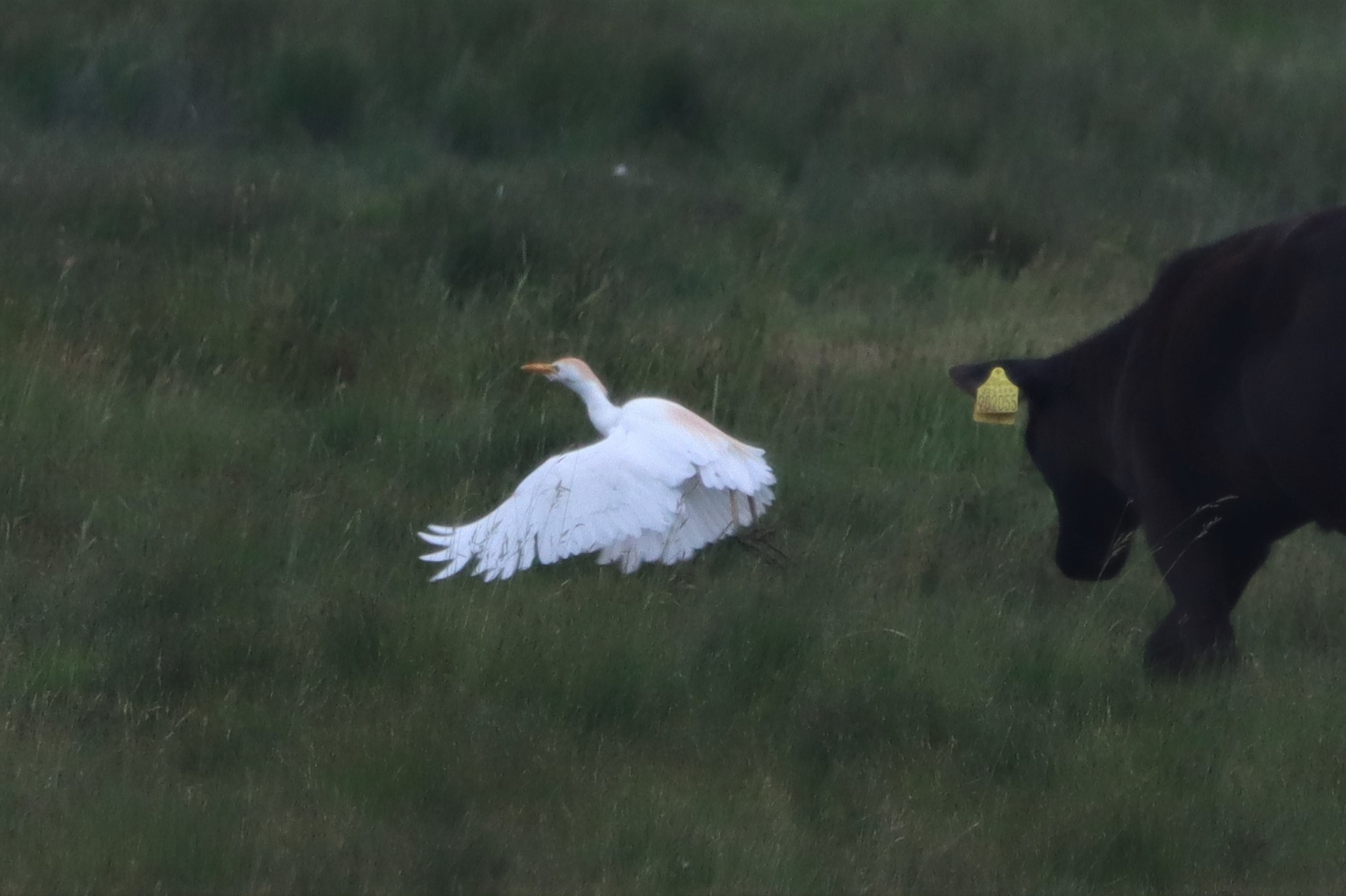 Cattle Egret - 28-06-2021