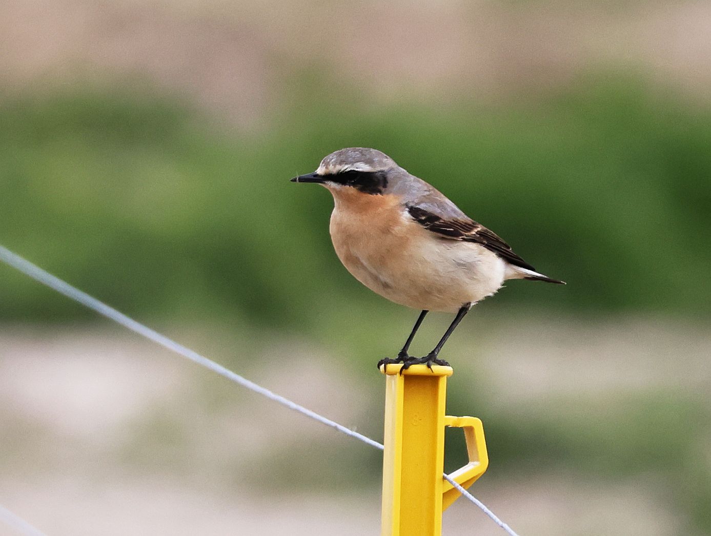 Wheatear - 12-05-2026