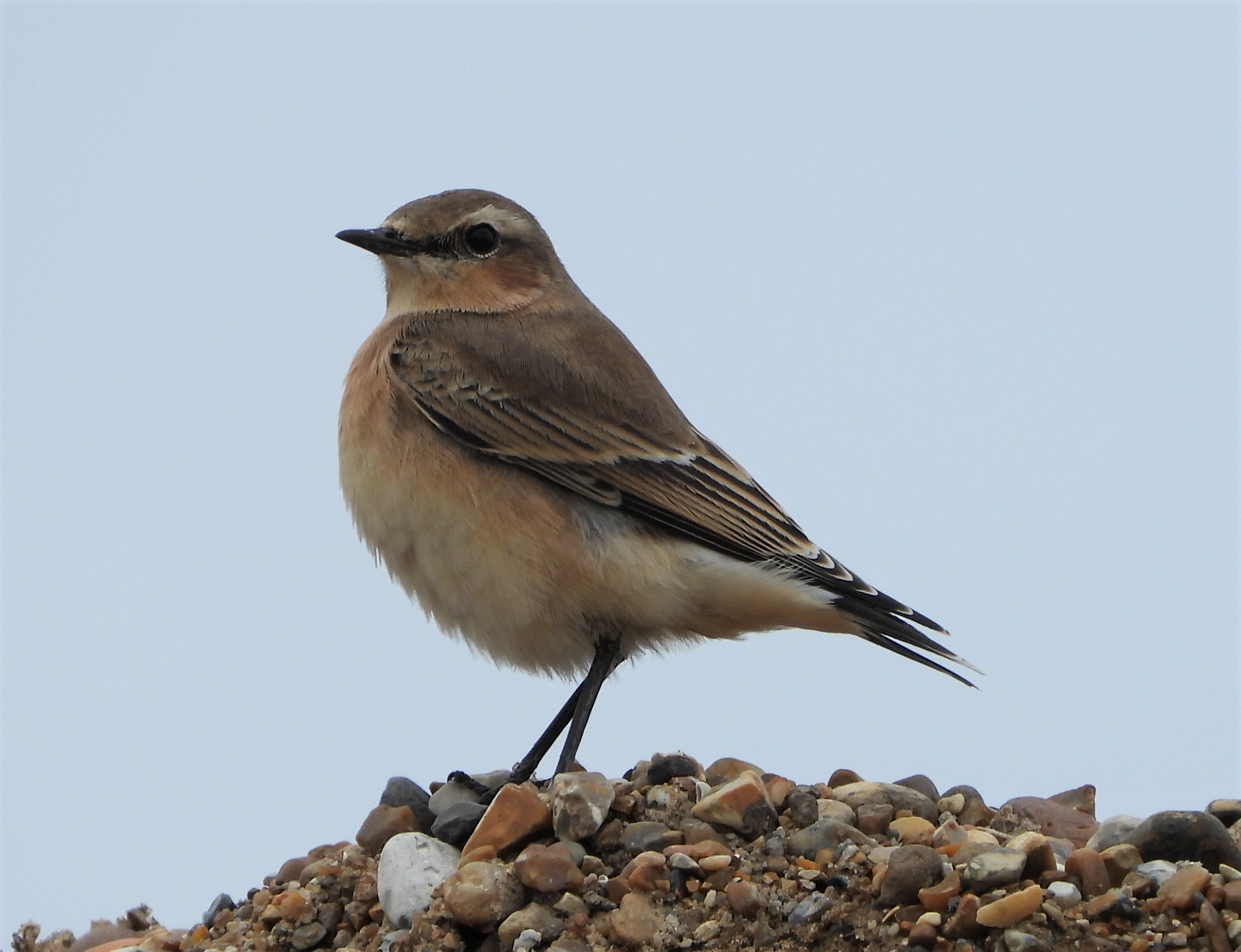 Wheatear - 22-08-2021