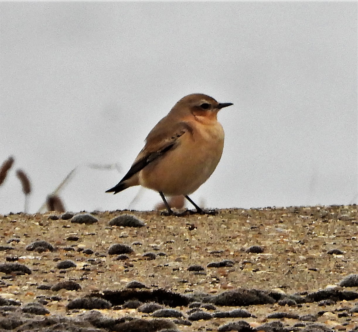 Wheatear - 25-09-2021