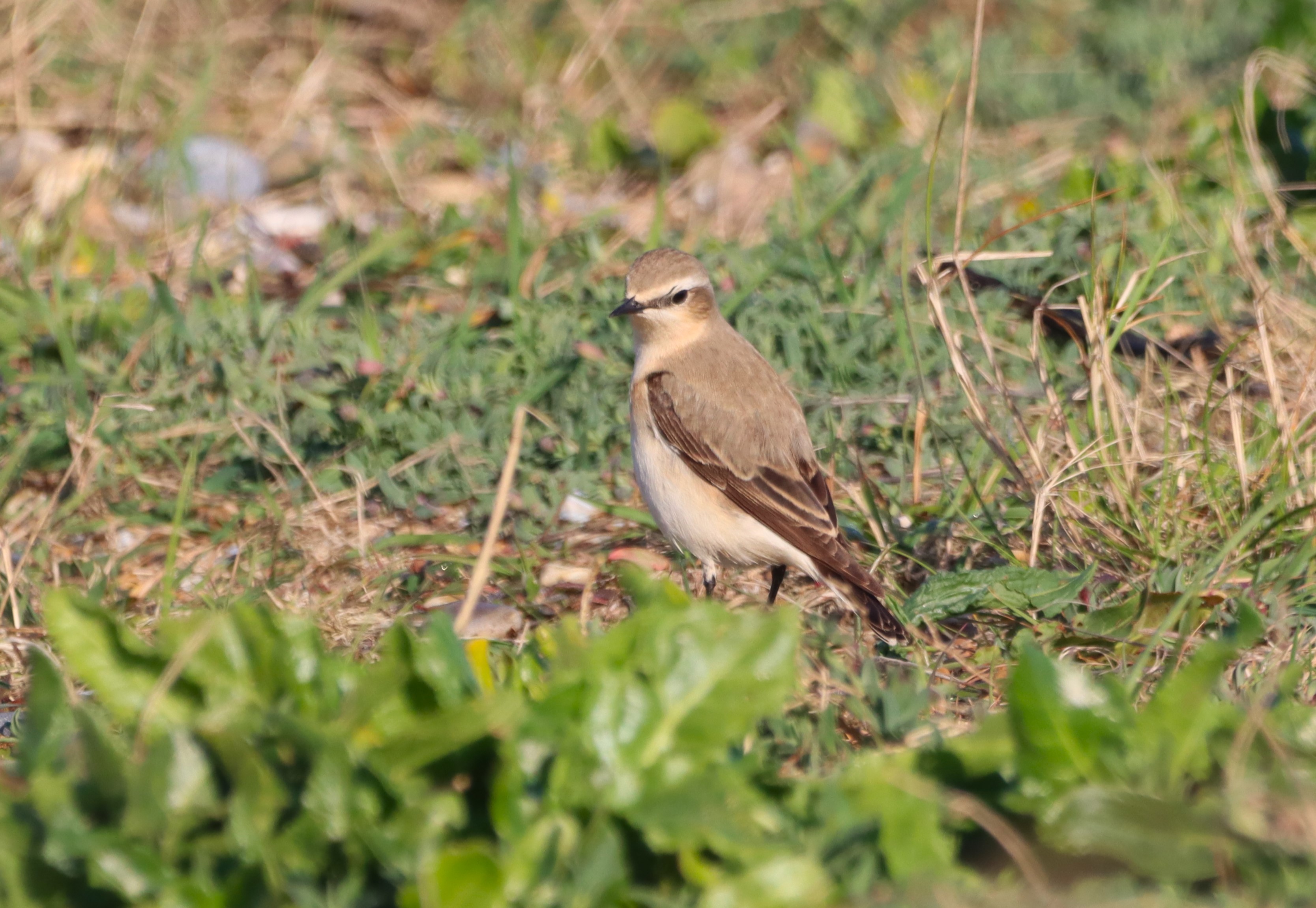 Wheatear - 13-04-2026