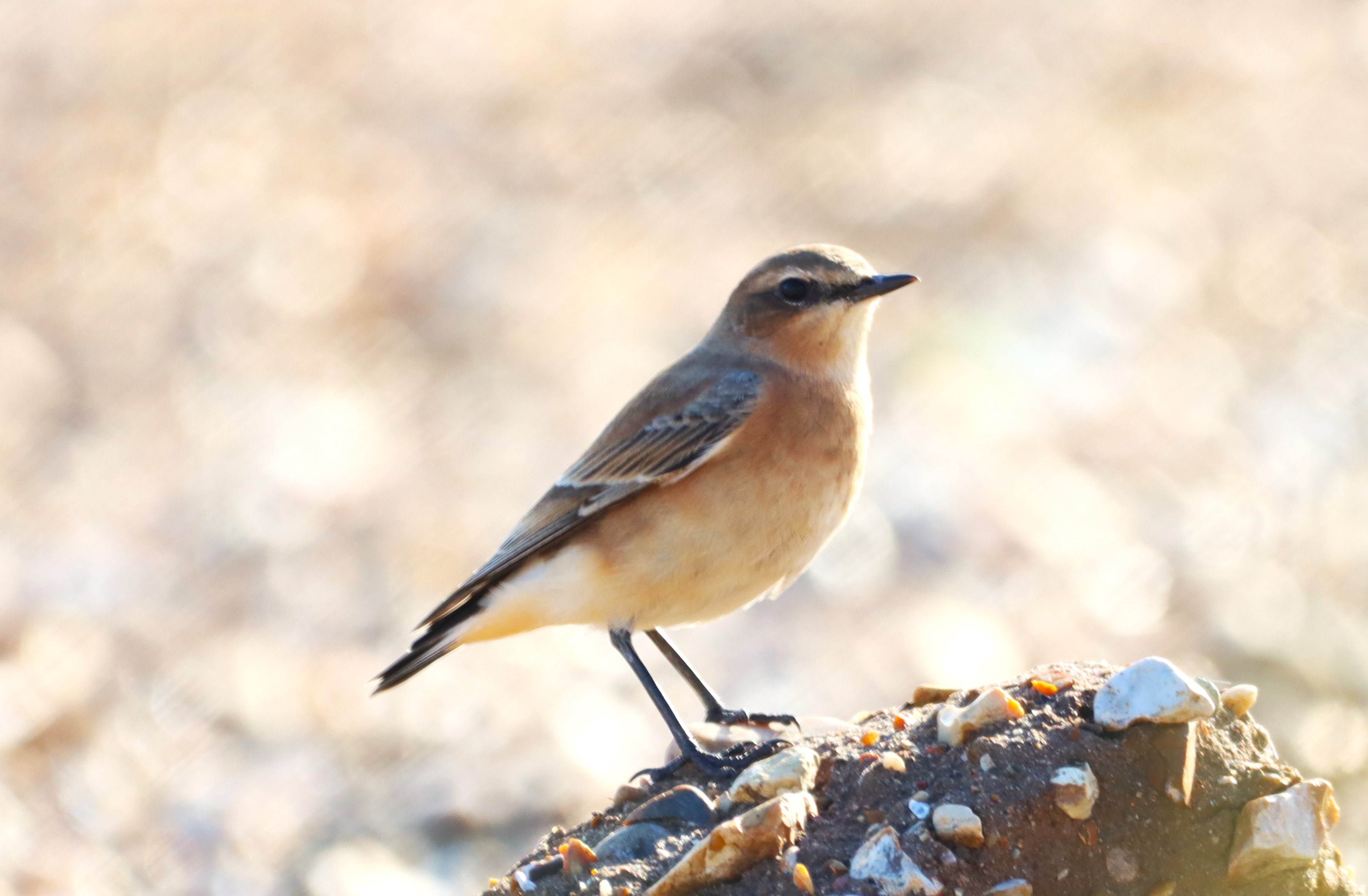 Wheatear - 21-08-2024