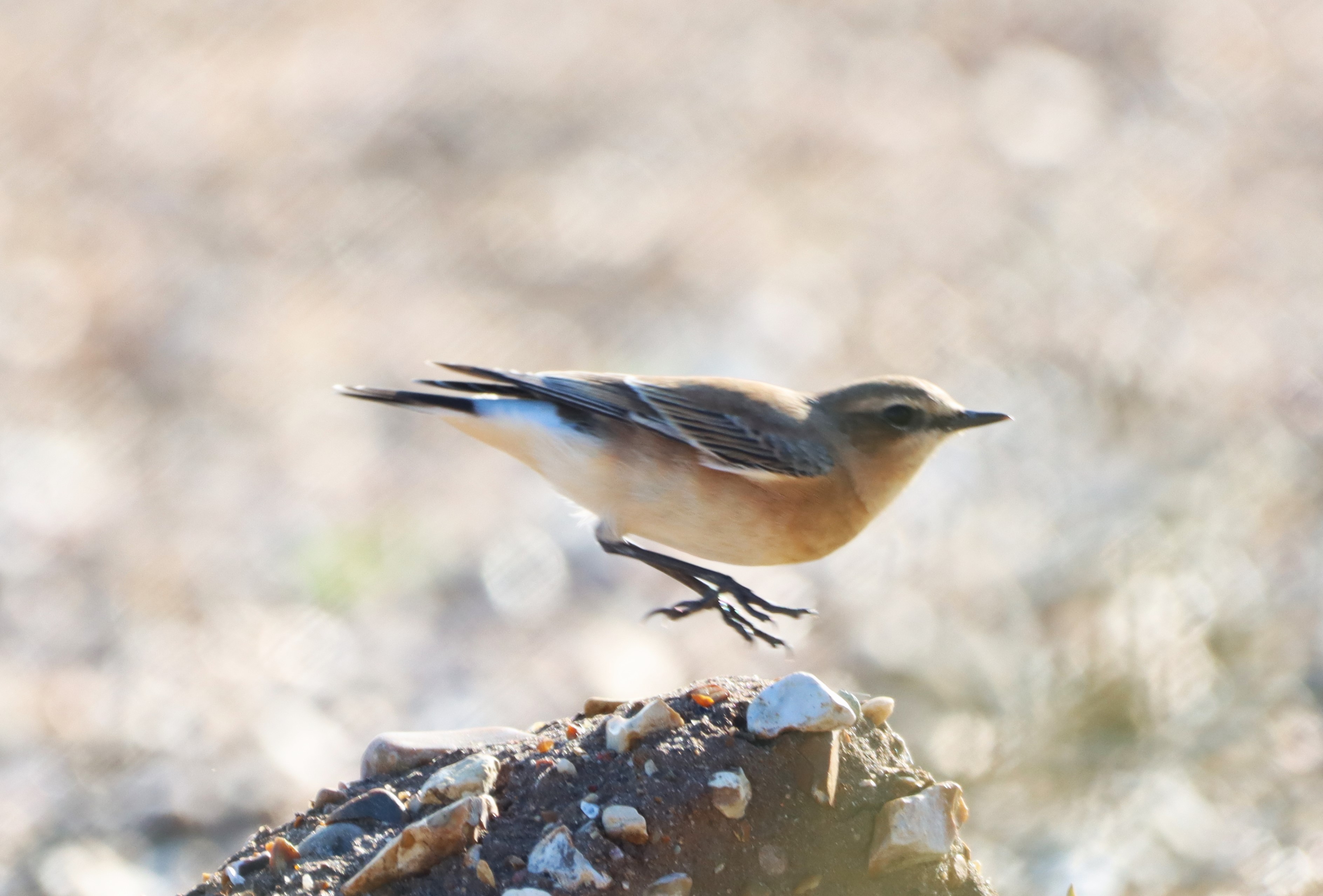 Wheatear - 21-08-2024