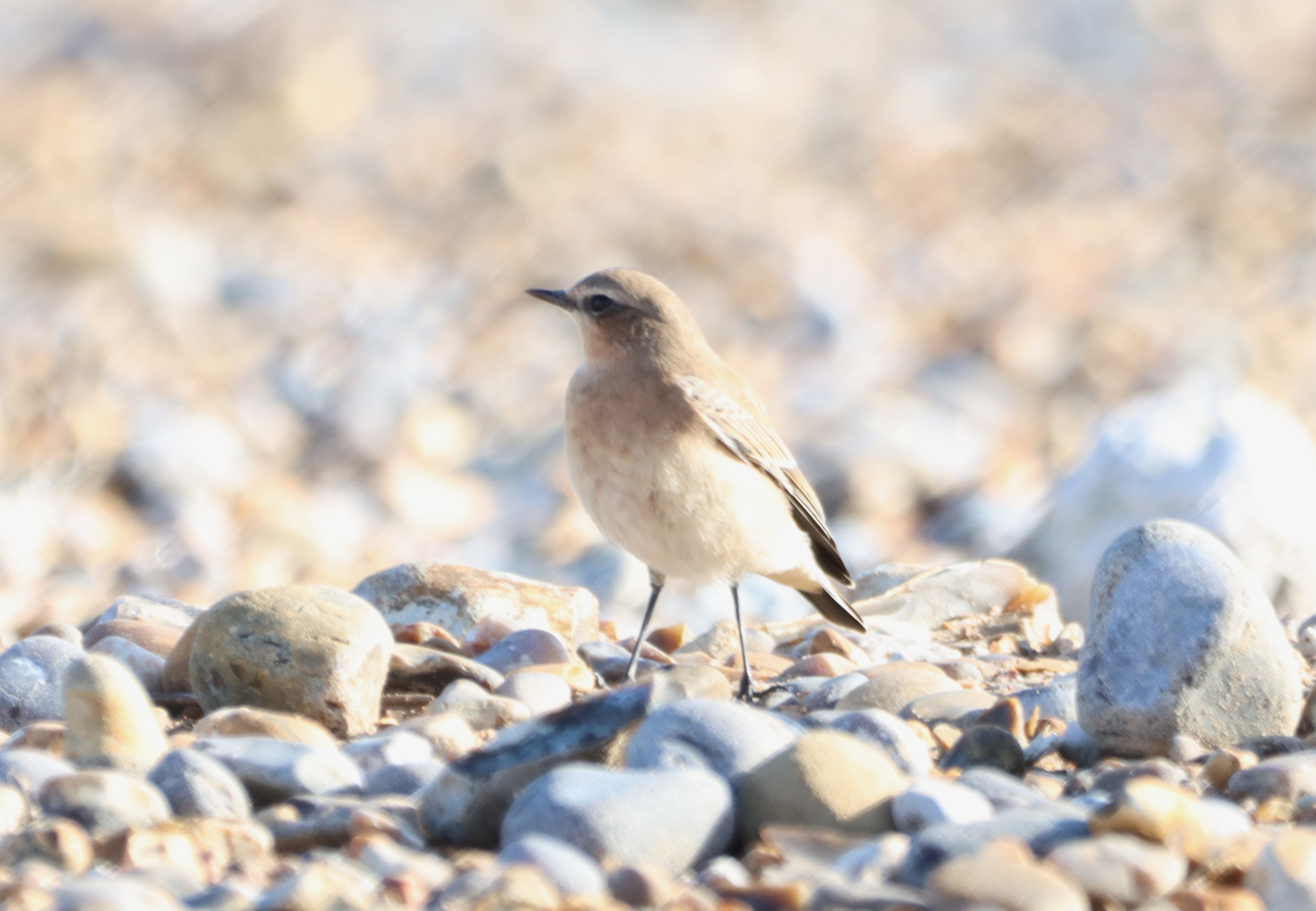 Wheatear - 21-08-2024