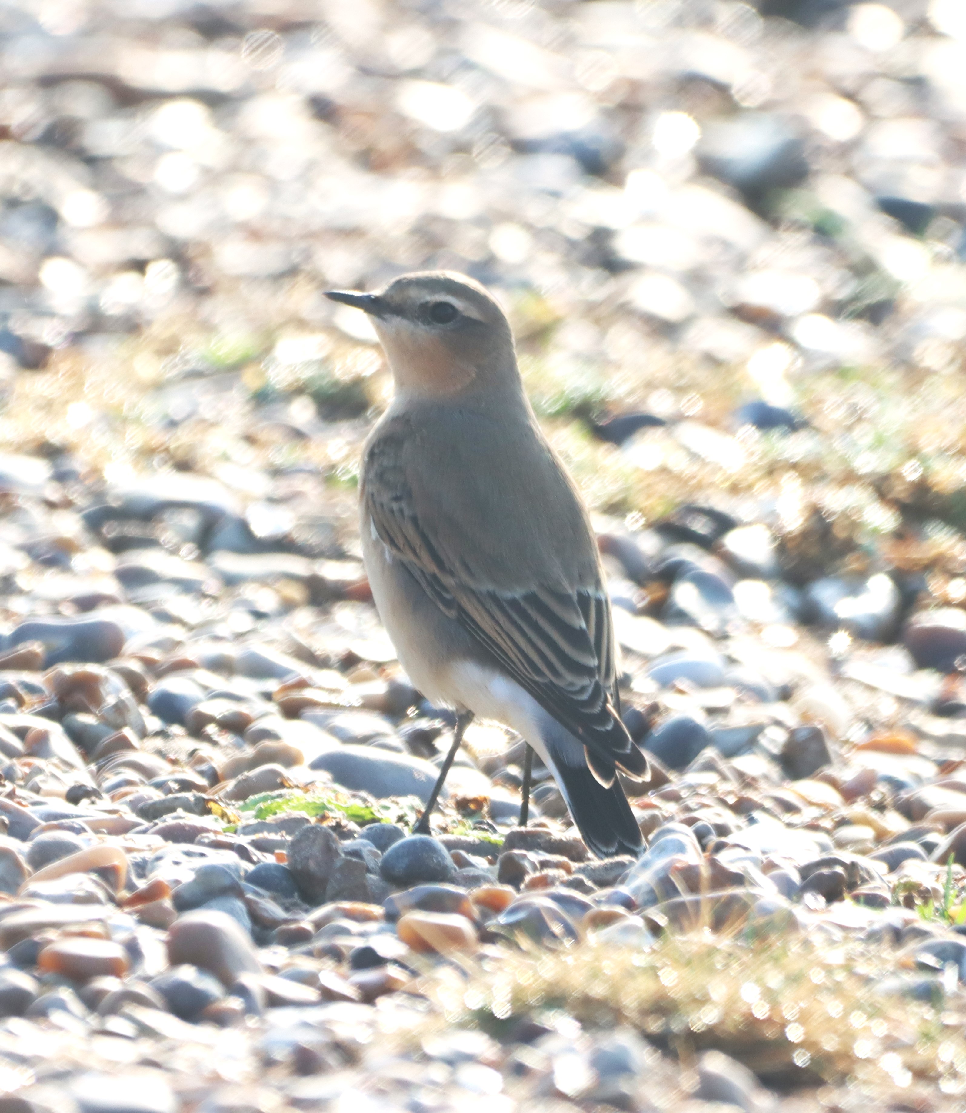 Wheatear - 21-09-2024