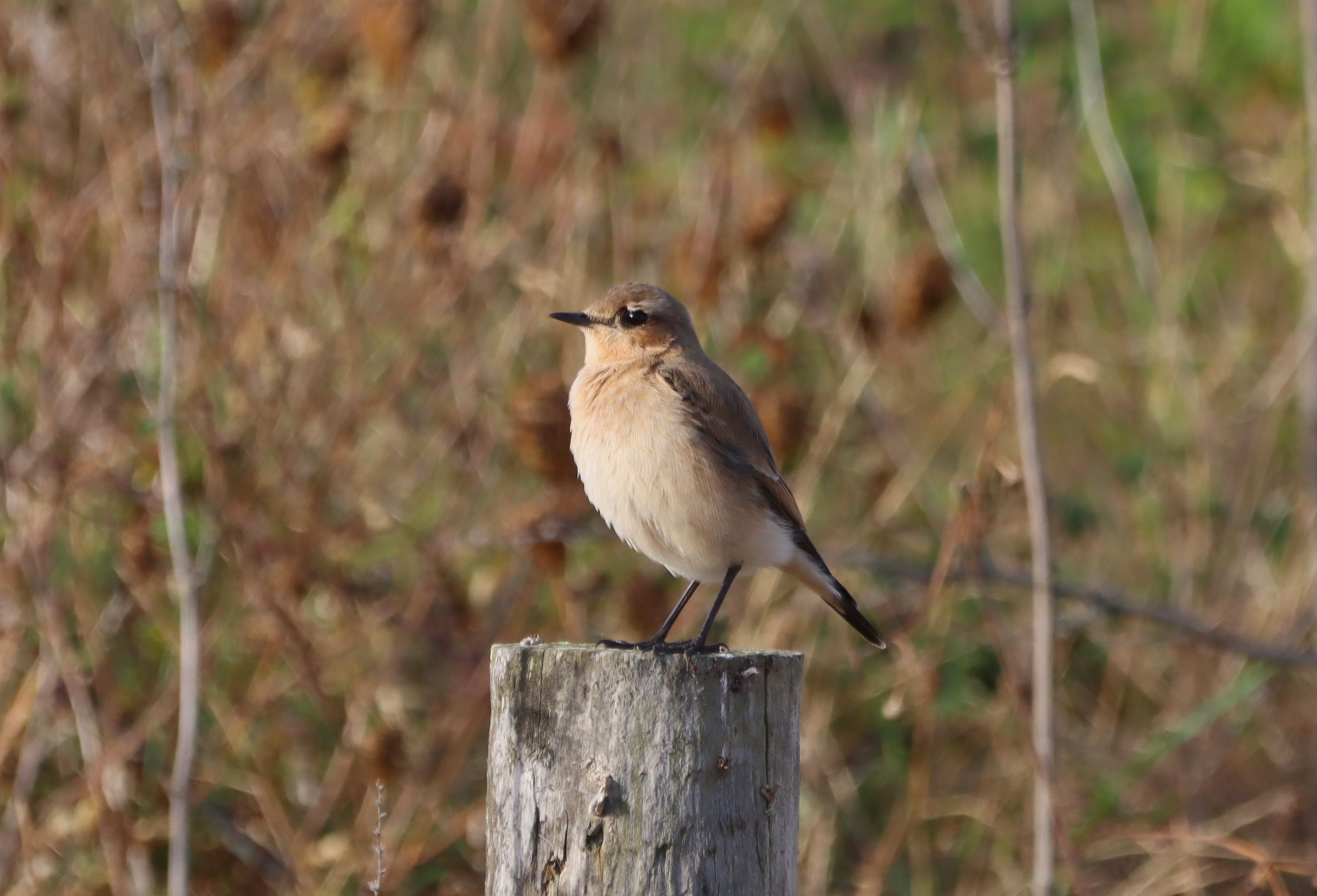 Wheatear - 04-09-2025