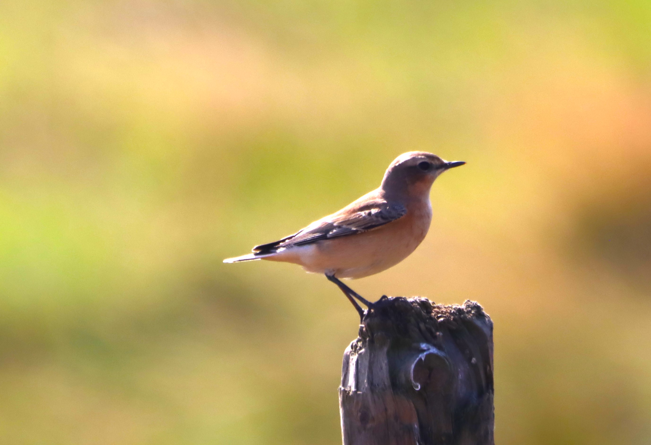 Wheatear - 15-08-2025
