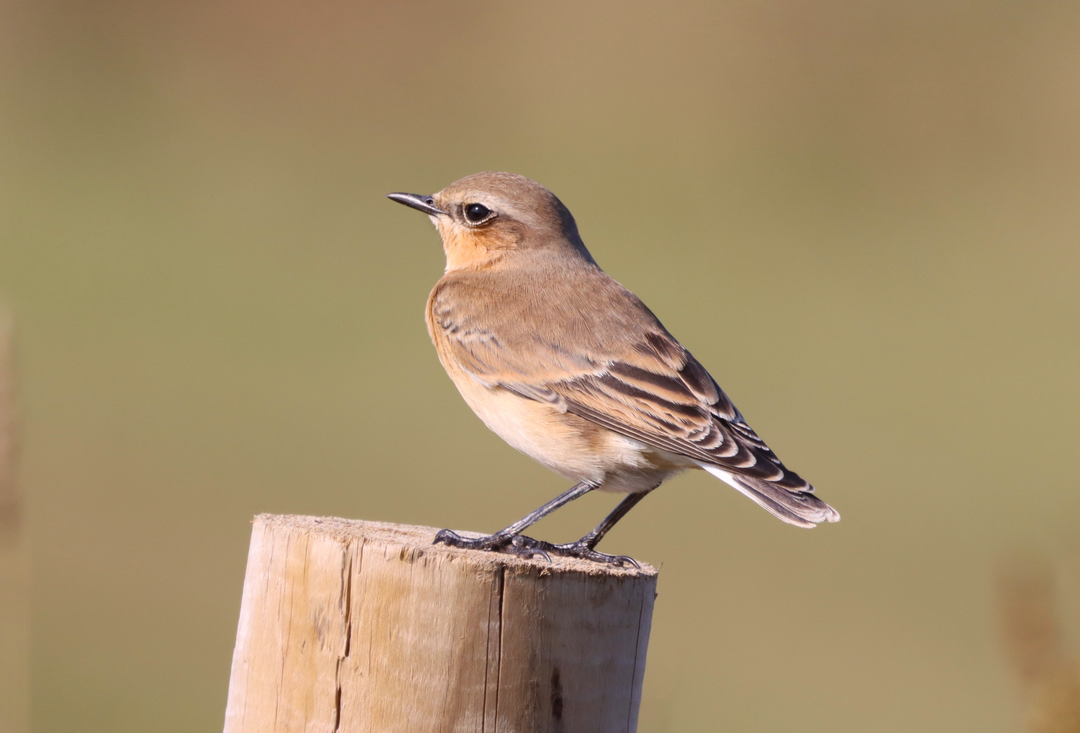 Wheatear - 15-09-2023