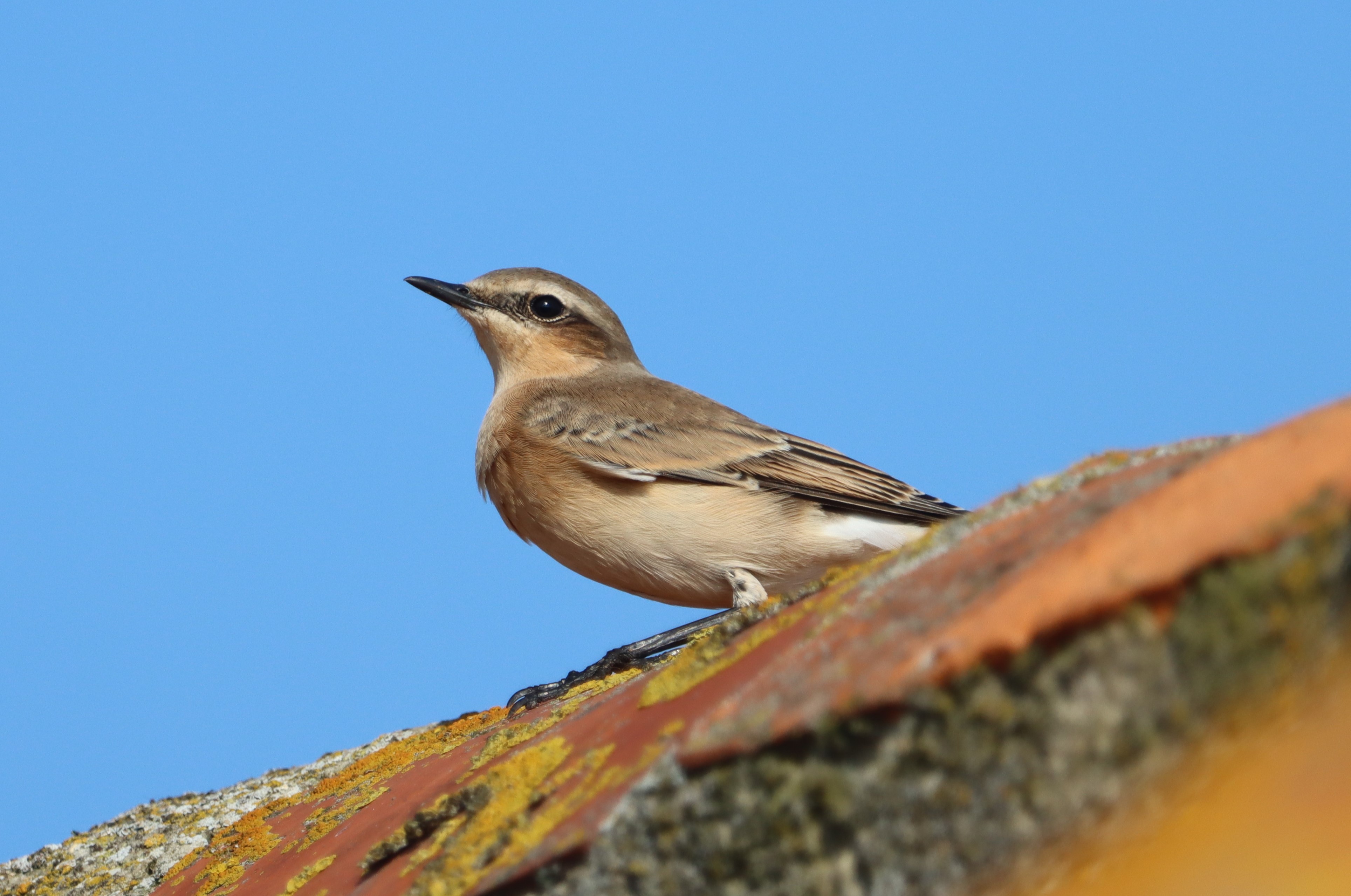 Wheatear - 15-09-2023