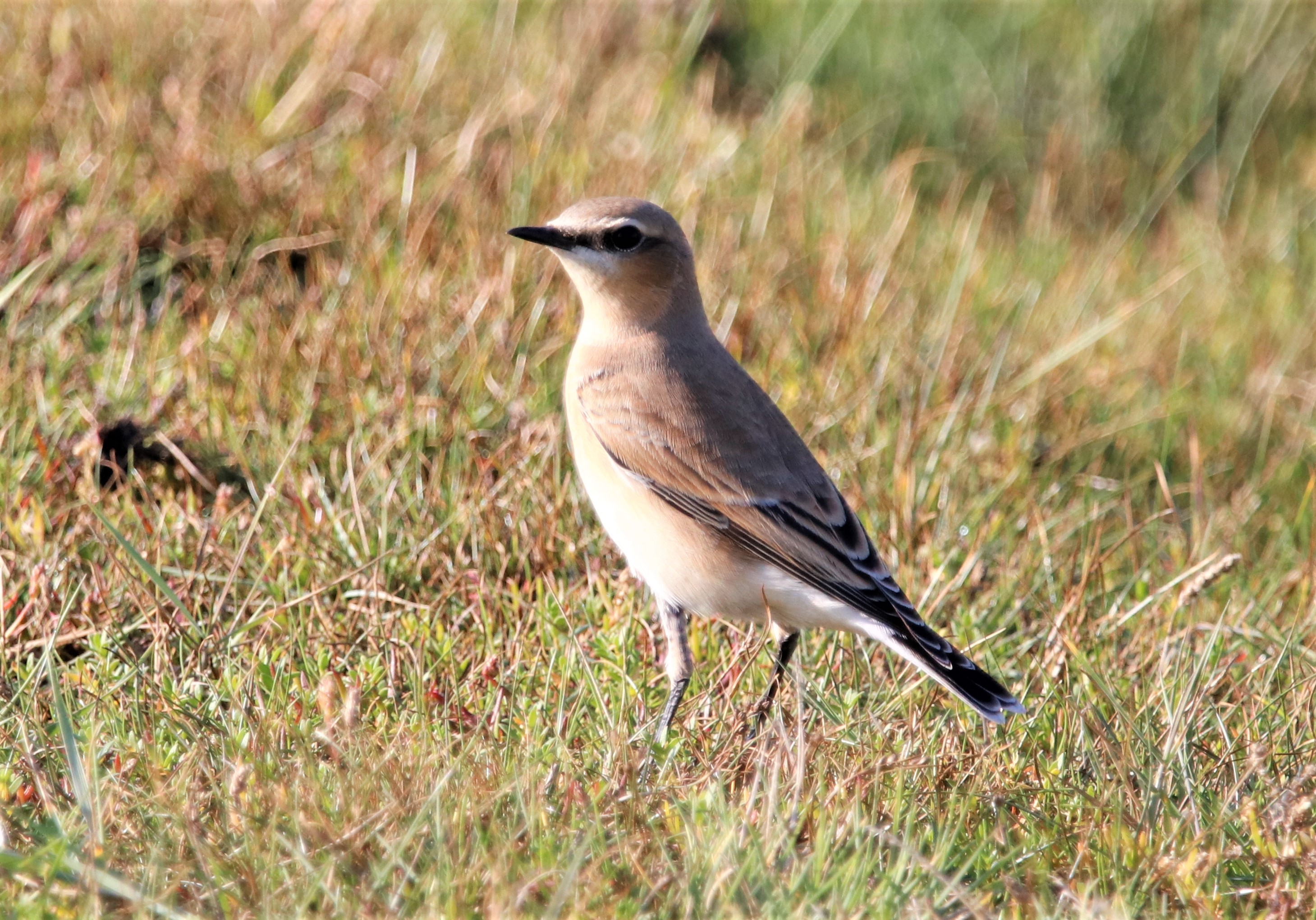 Wheatear - 23-09-2021