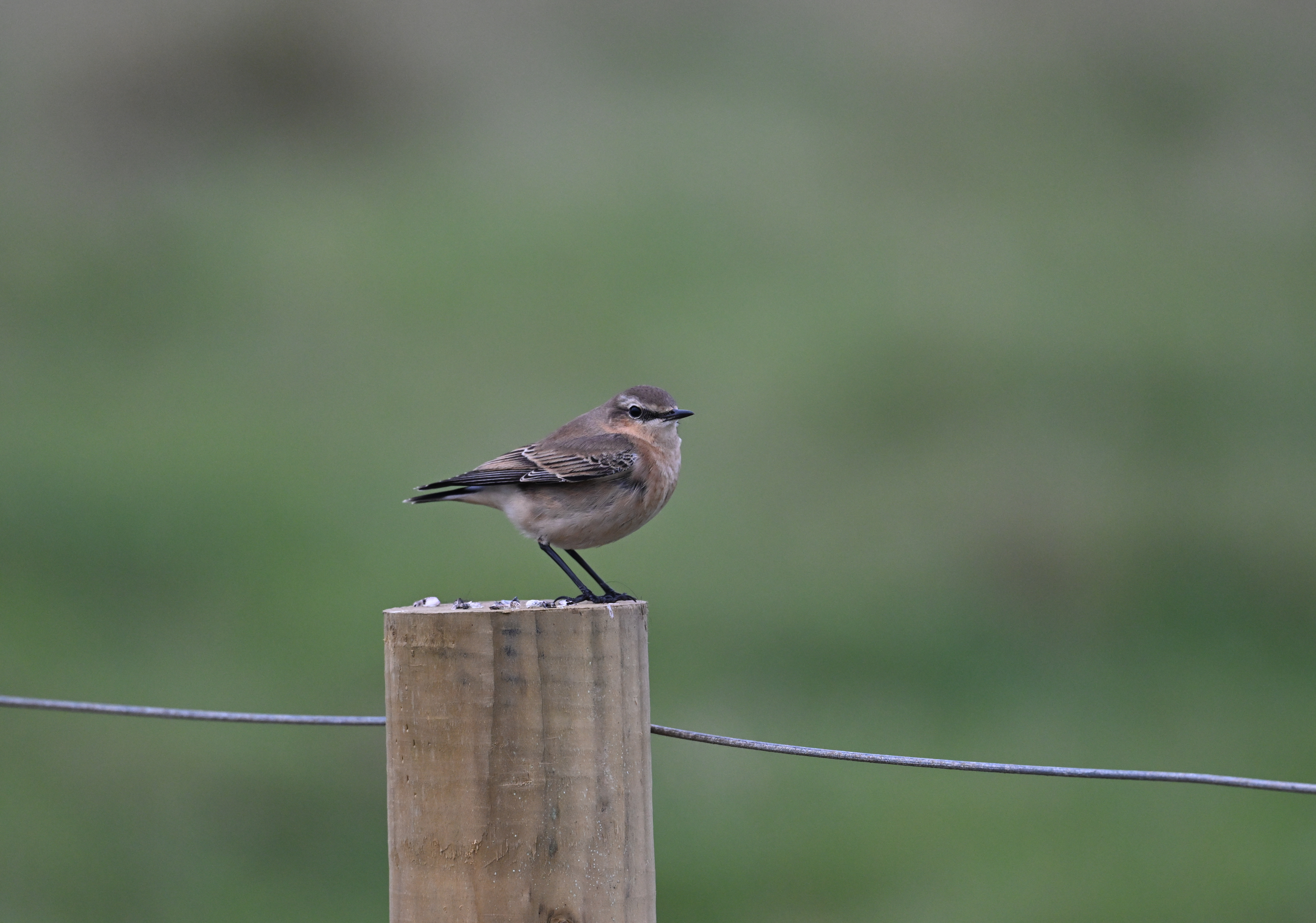 Wheatear - 17-09-2024