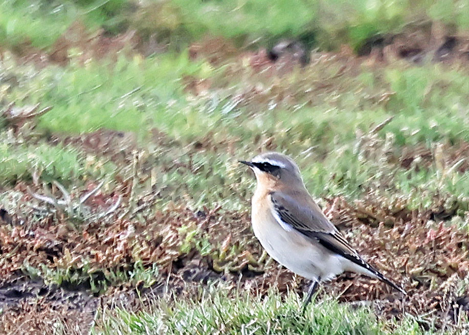 Wheatear - 08-10-2024