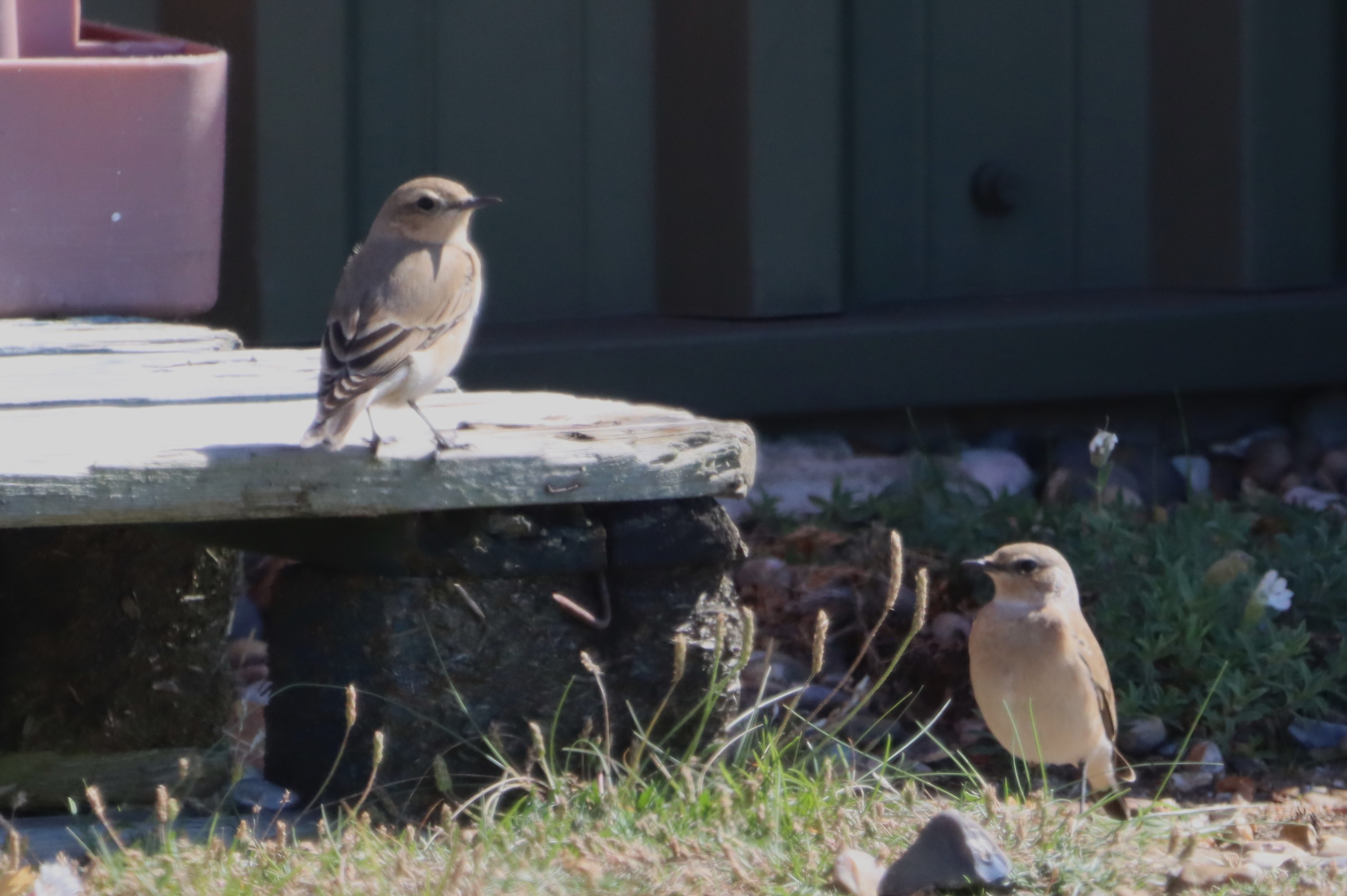 Wheatear - 02-09-2023