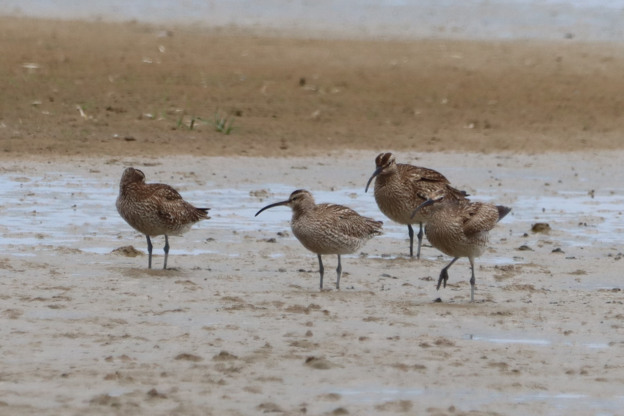 Whimbrel - 23-07-2023