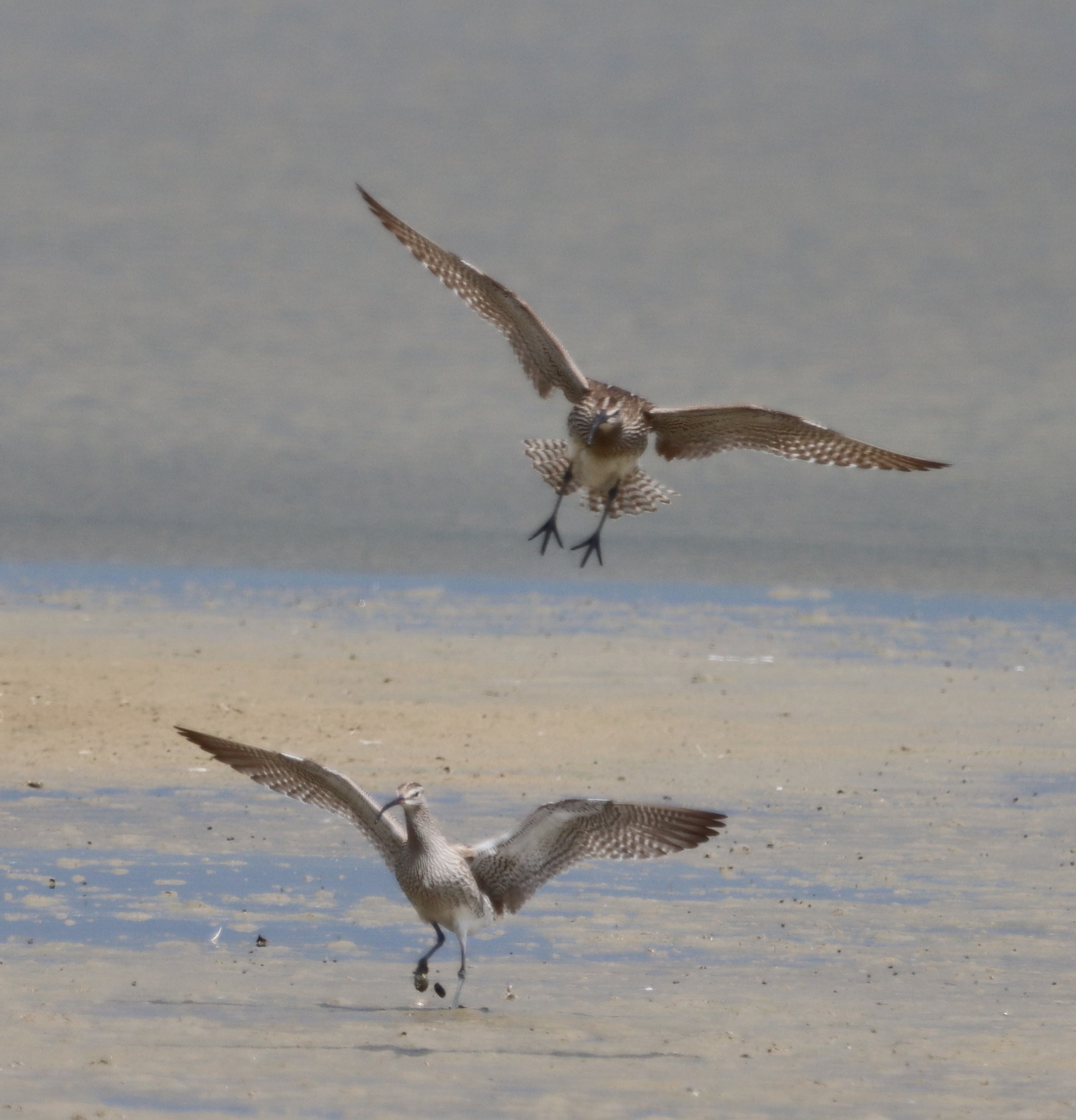 Whimbrel - 23-07-2023