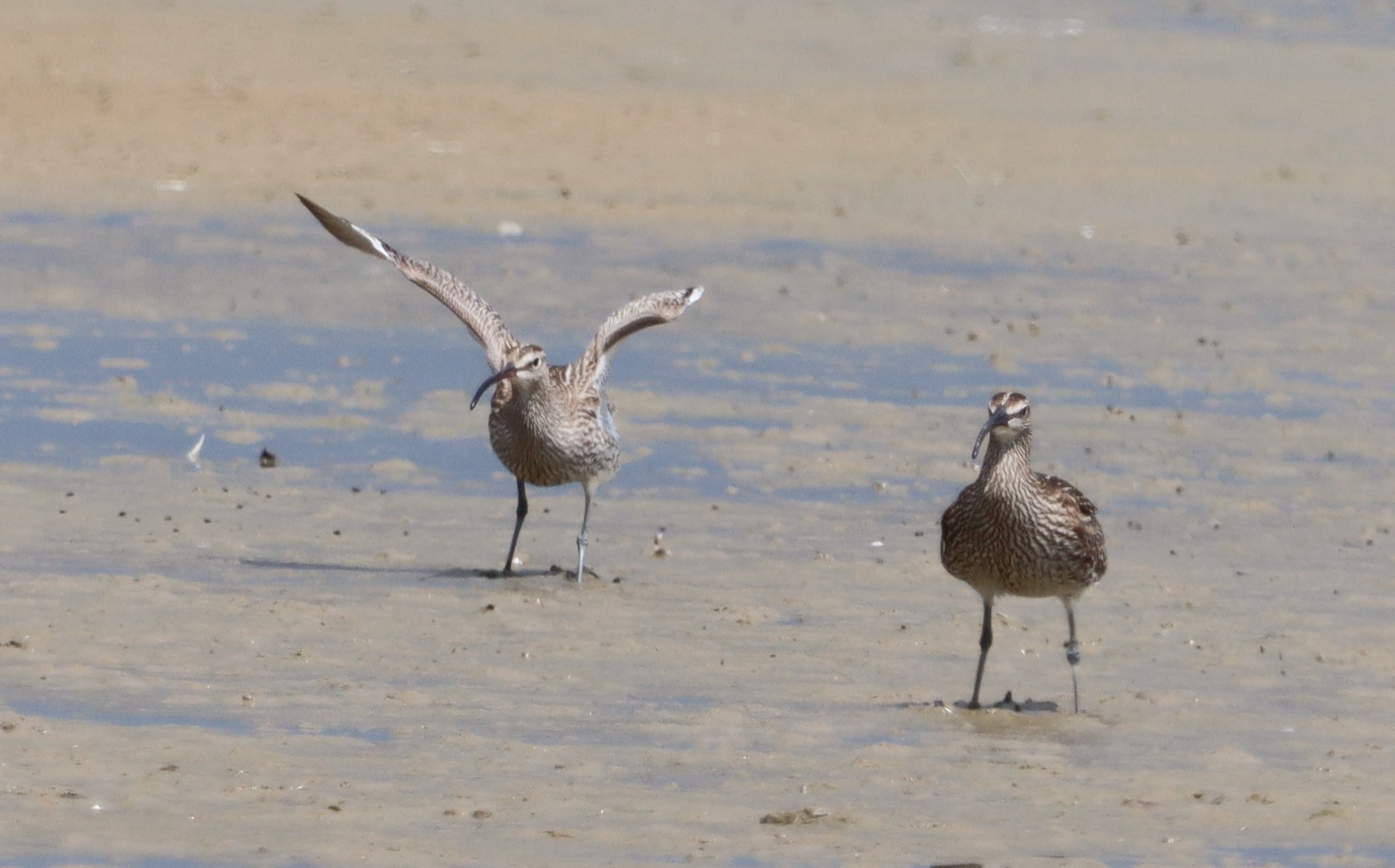 Whimbrel - 23-07-2023