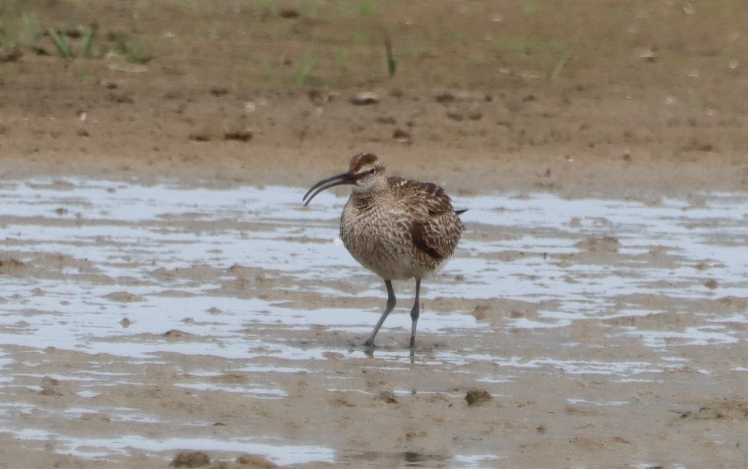 Whimbrel - 23-07-2023