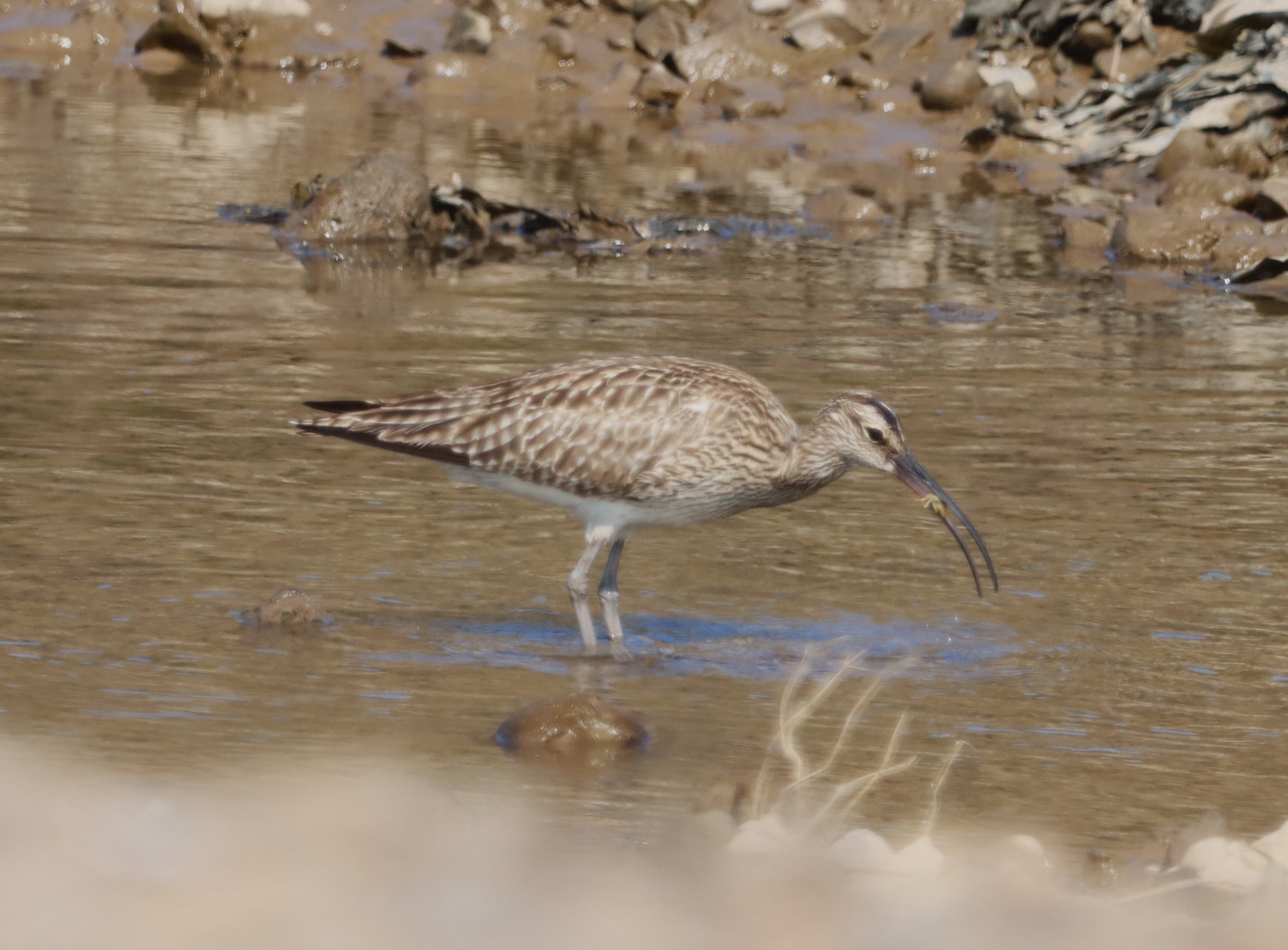 Whimbrel - 16-04-2023