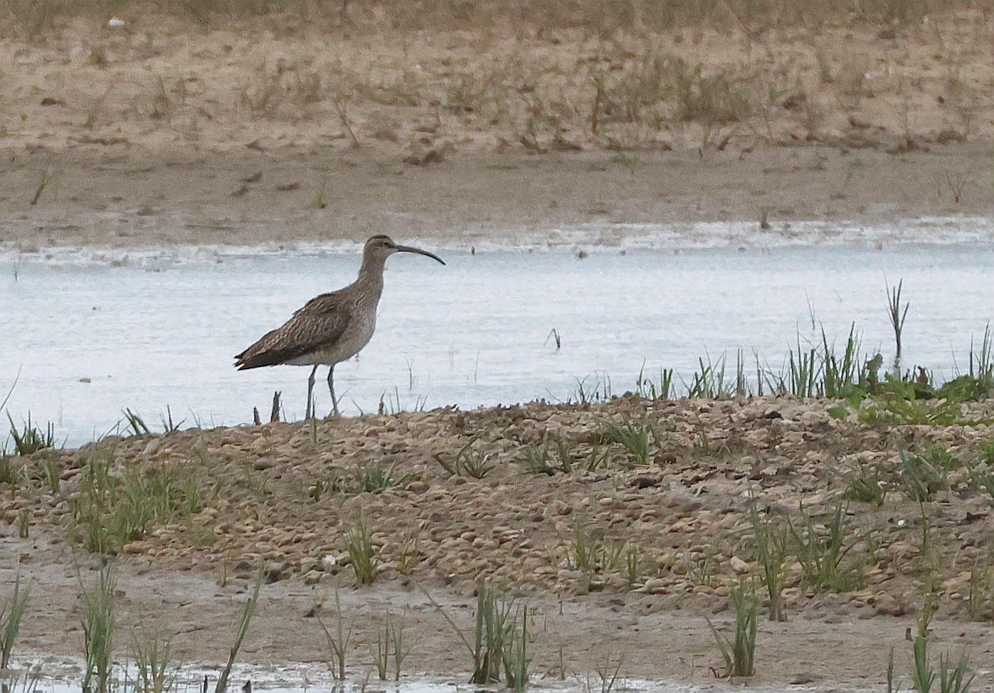 Whimbrel - 12-05-2026