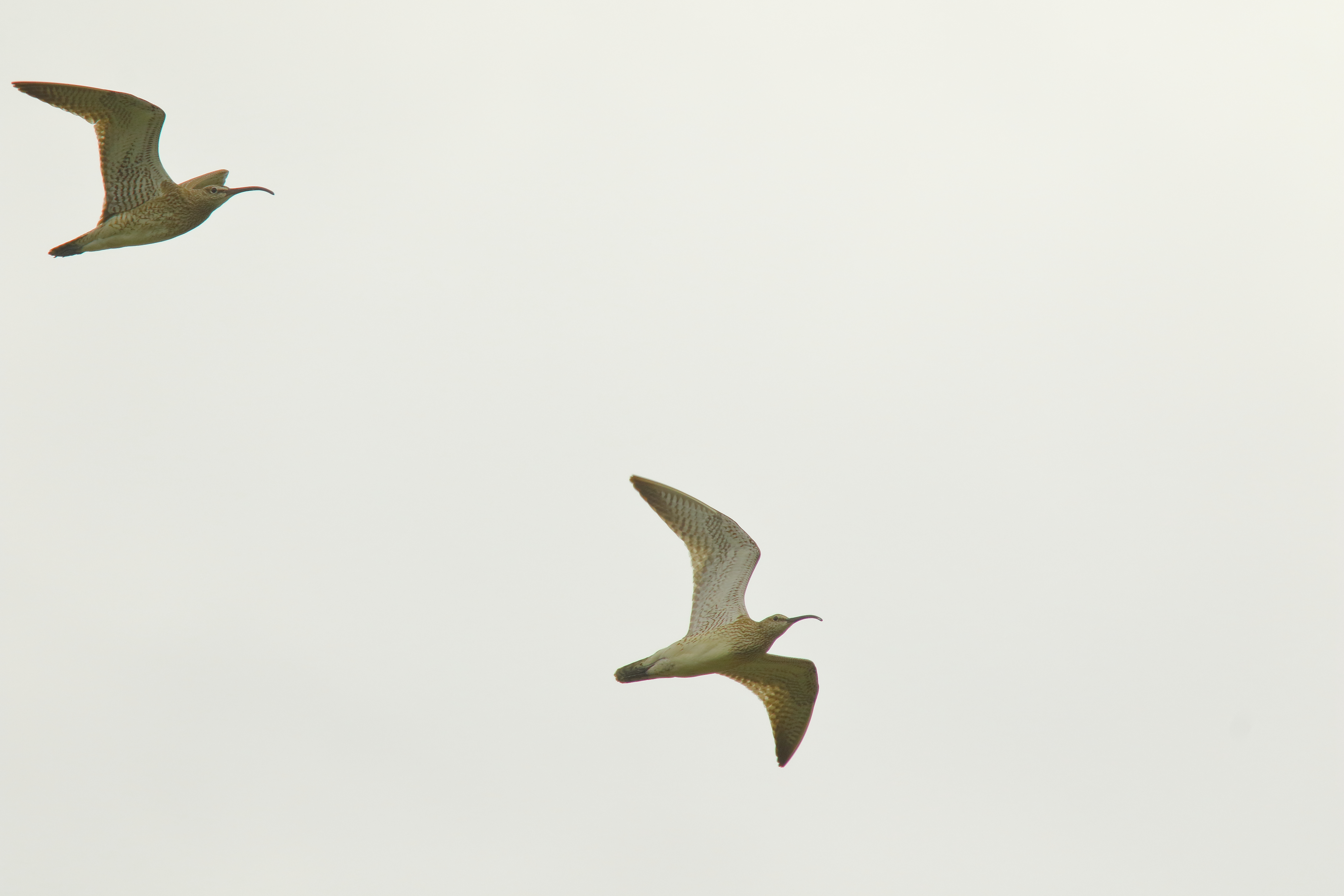 Whimbrel - 05-07-2021