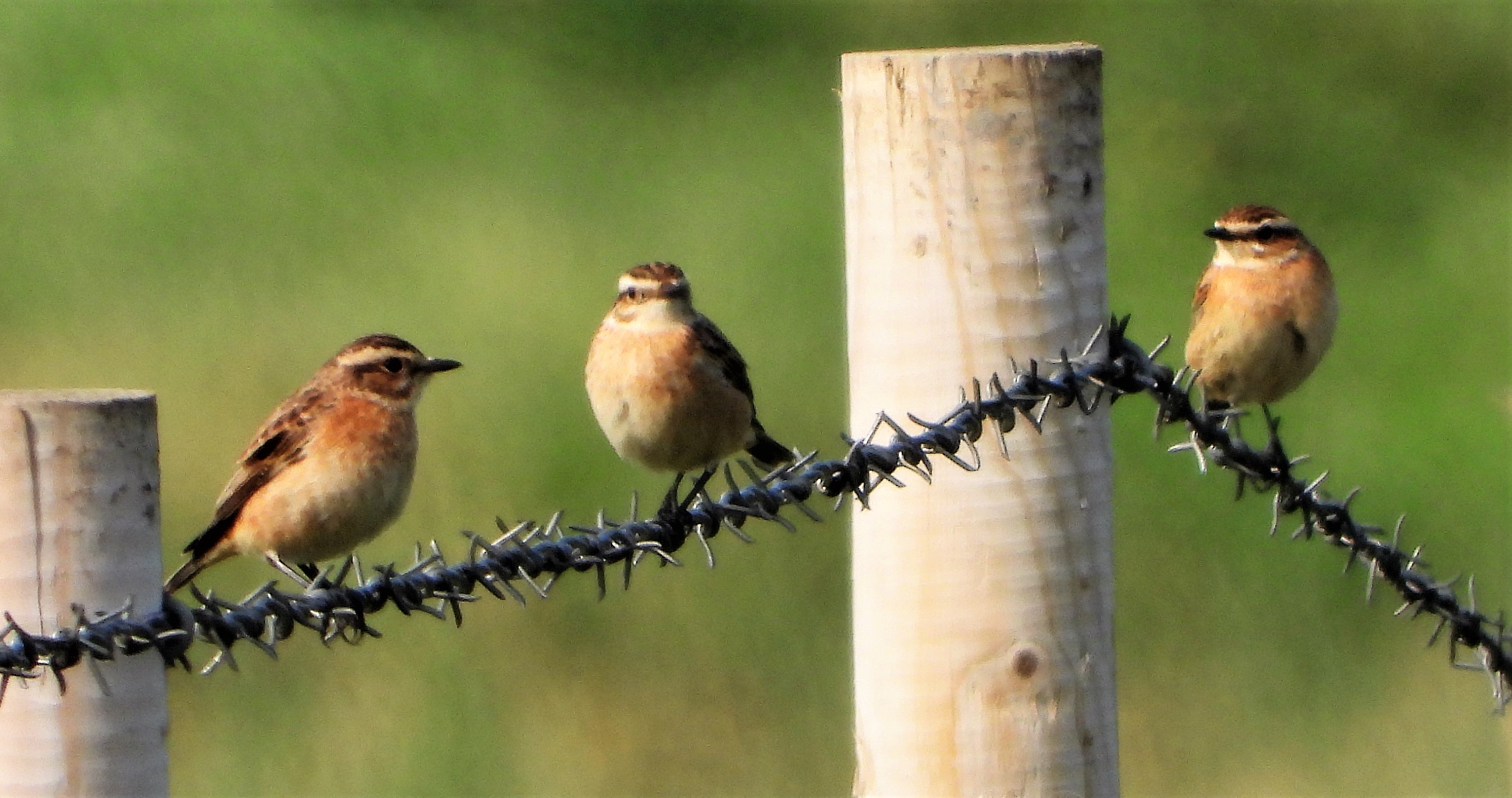 Whinchat - 05-09-2021