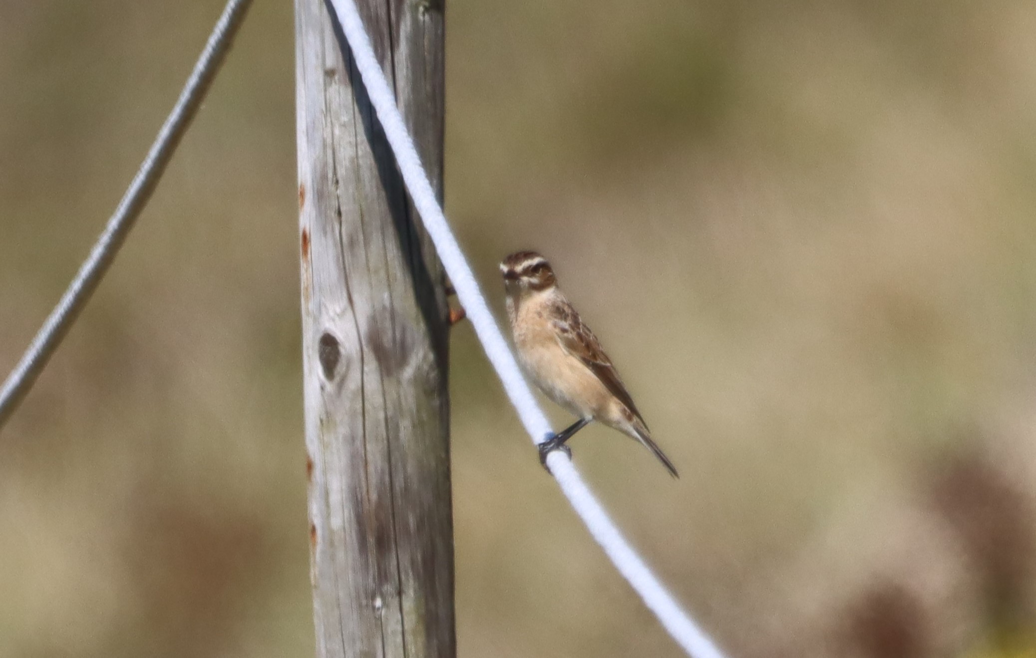 Whinchat - 02-09-2023