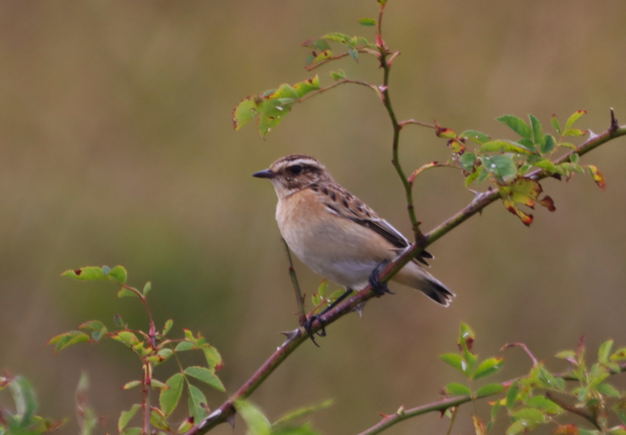 Whinchat - 02-09-2024