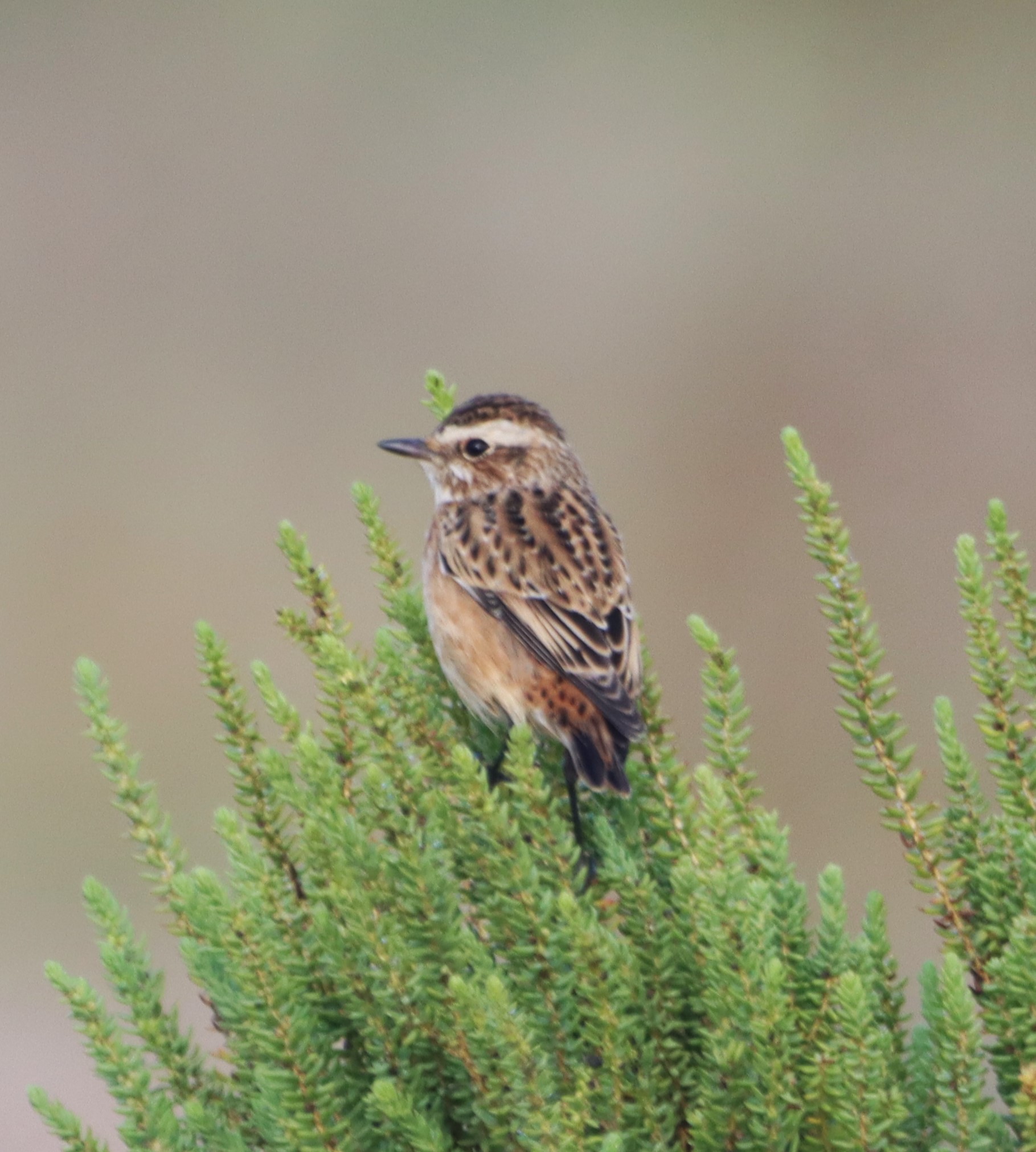 Whinchat - 02-09-2024