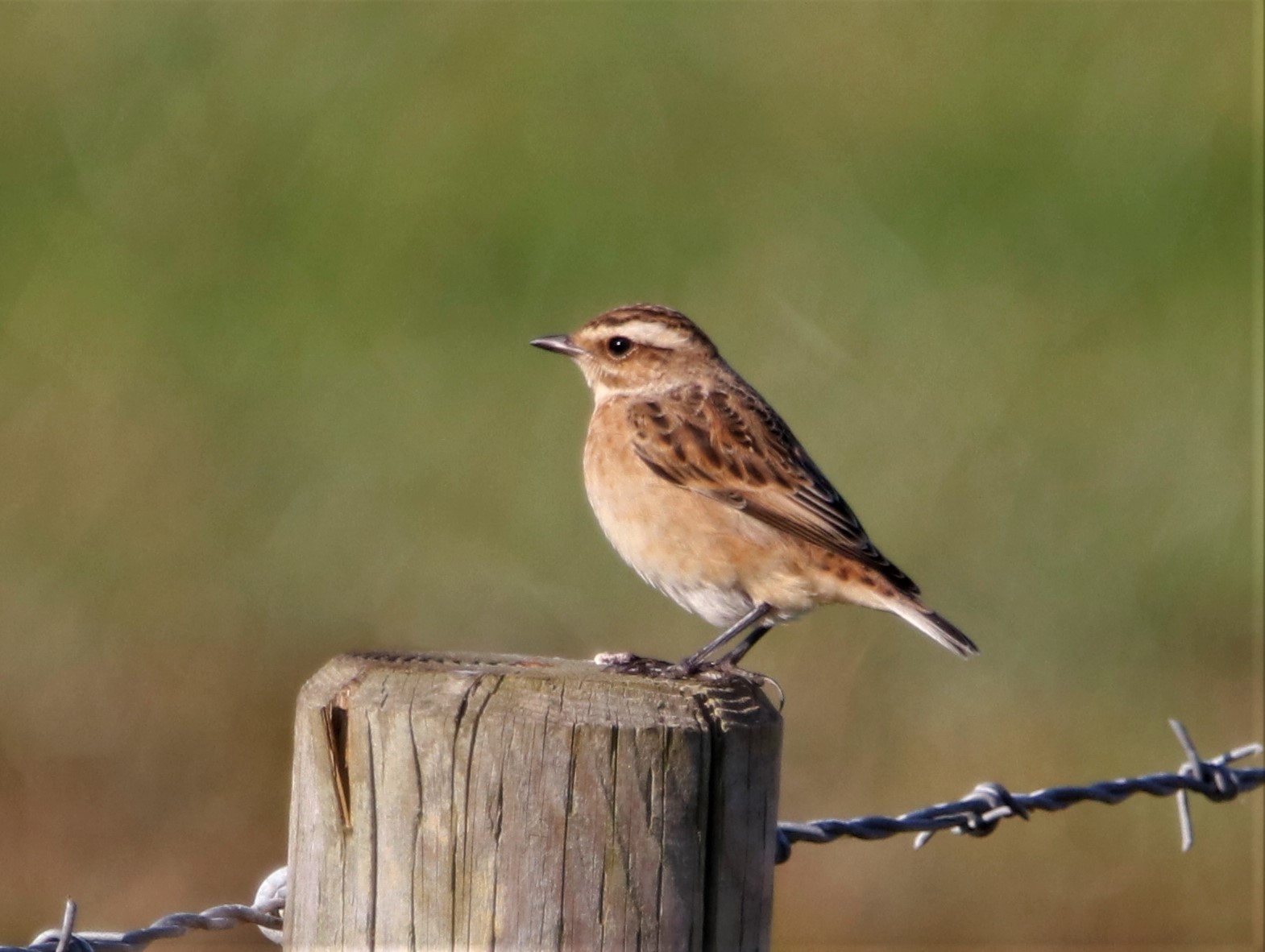 Whinchat - 23-09-2021