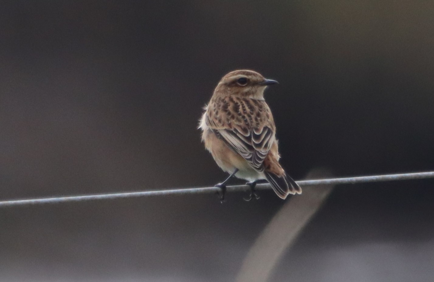 Whinchat - 01-09-2023