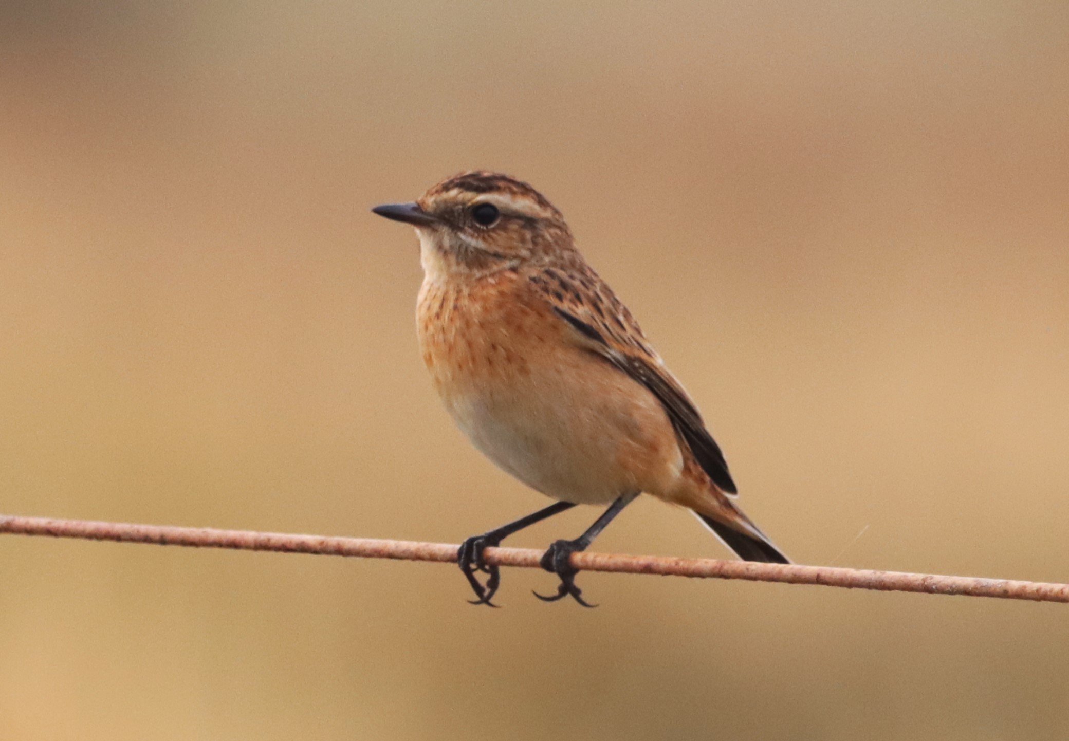 Whinchat - 18-08-2022