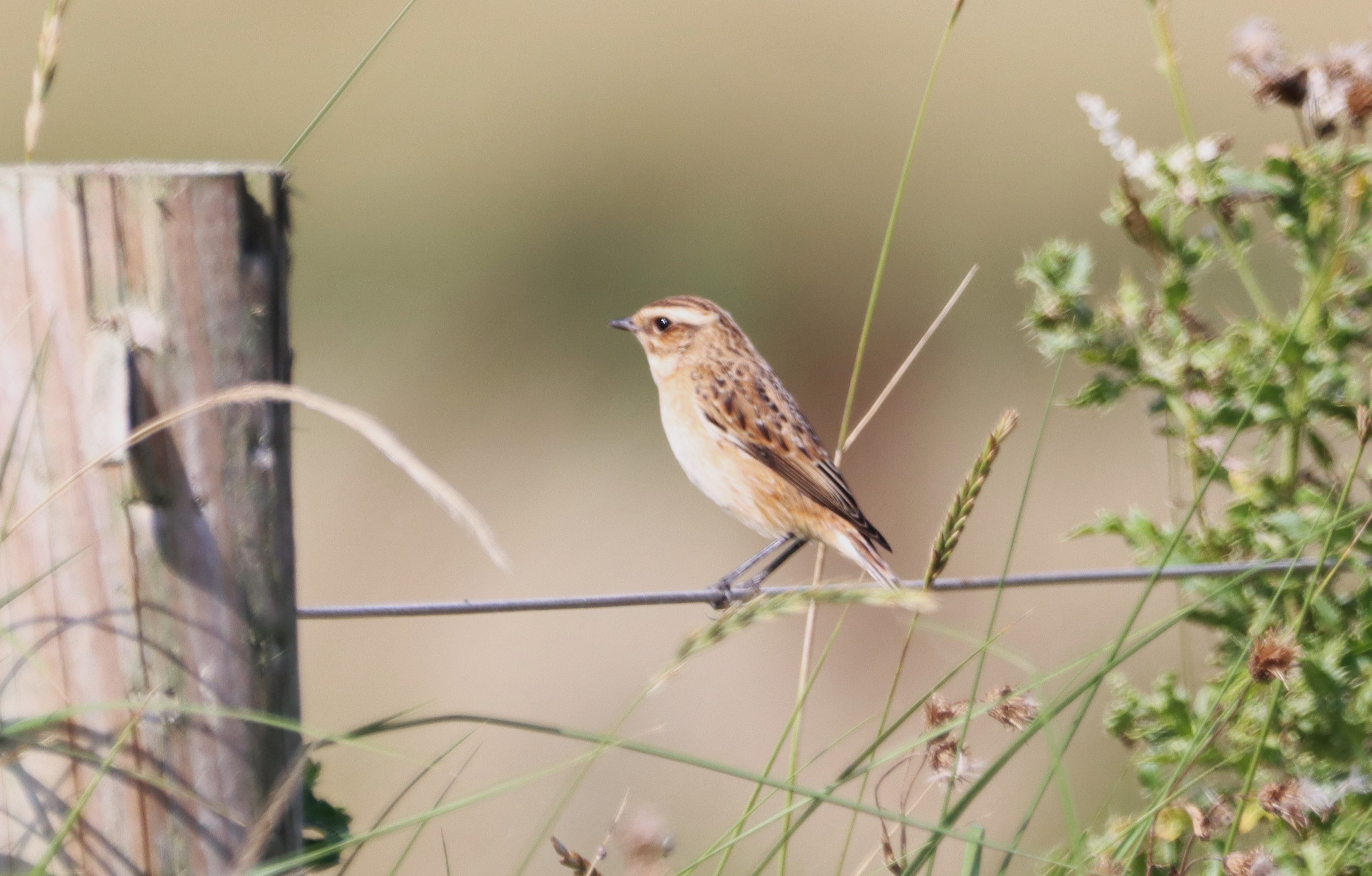 Whinchat - 29-08-2024