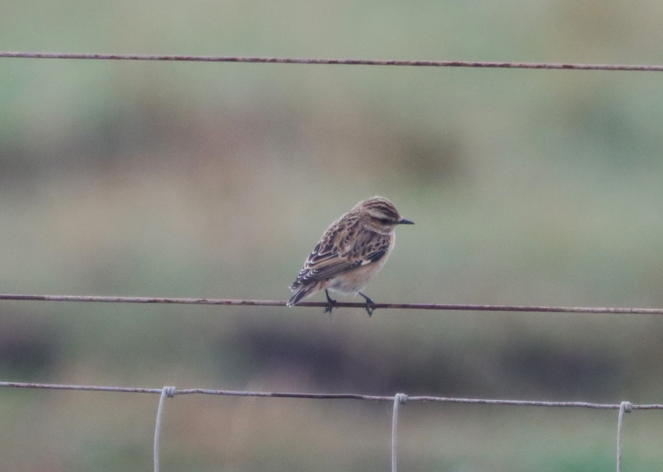 Whinchat - 08-09-2022