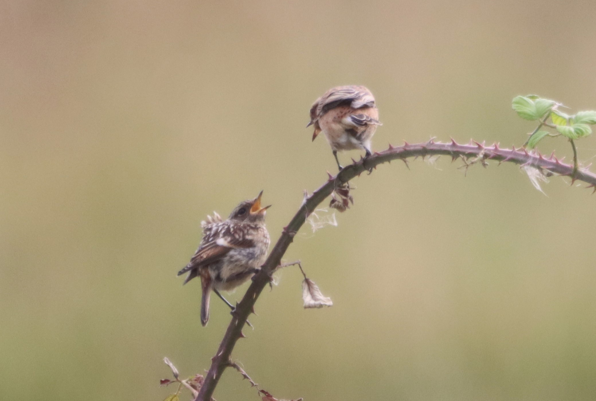 Whinchat - 01-09-2023