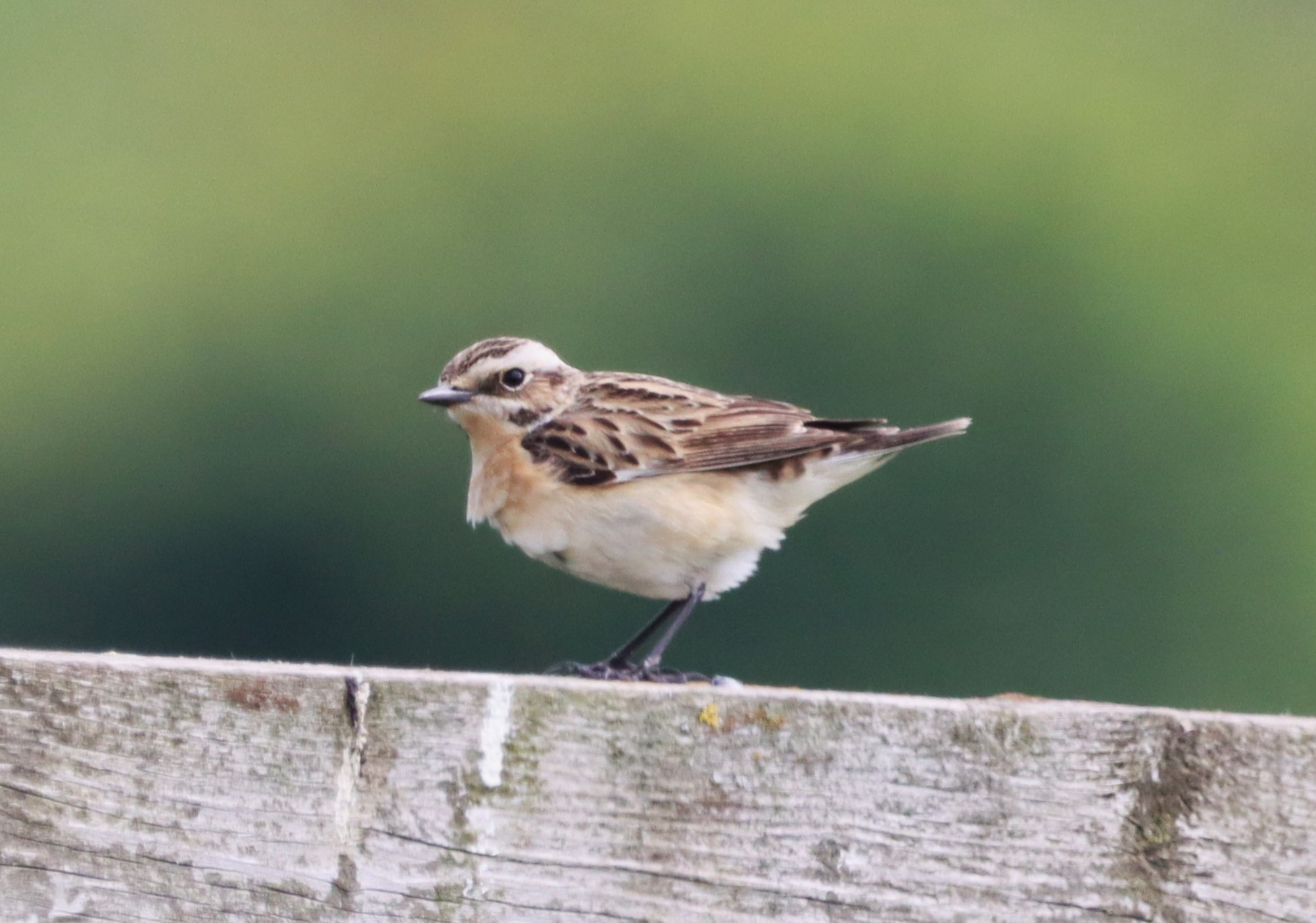 Whinchat - 04-06-2023