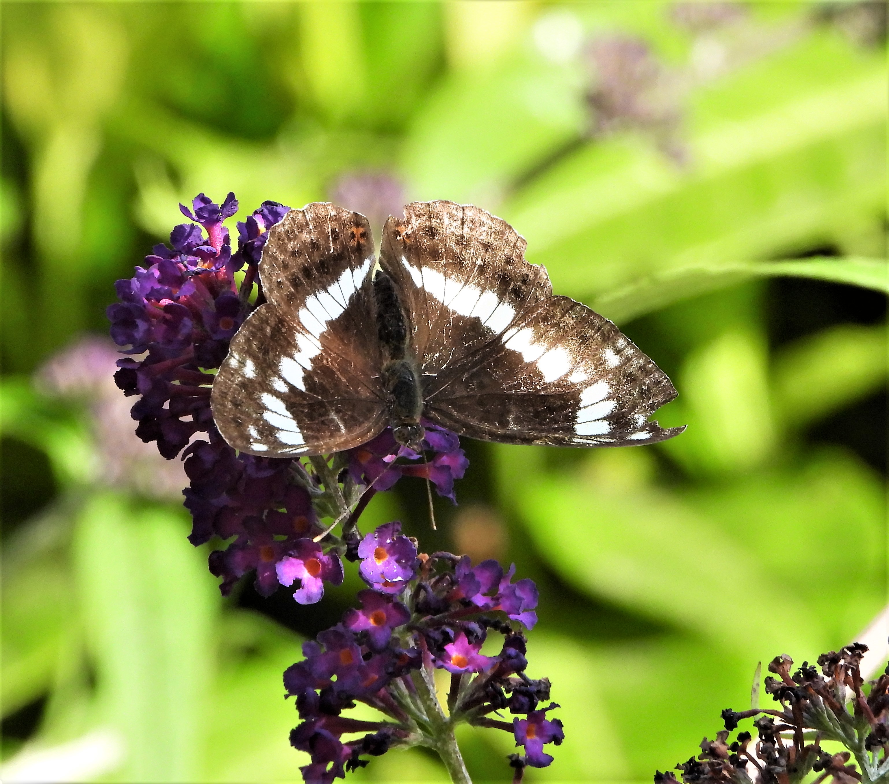 White Admiral - 07-08-2021