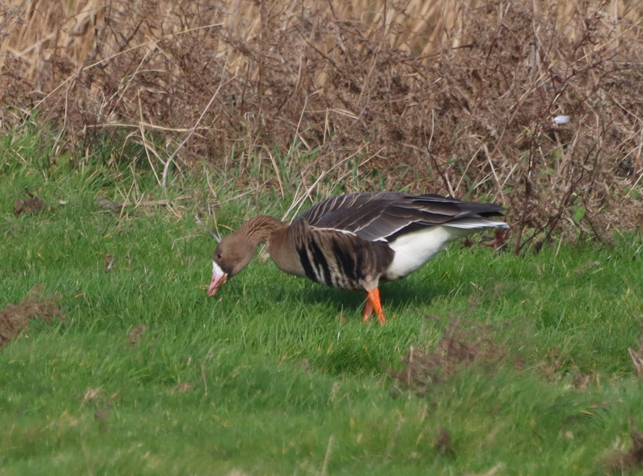 White-fronted Goose (Eurasian) - 23-02-2026