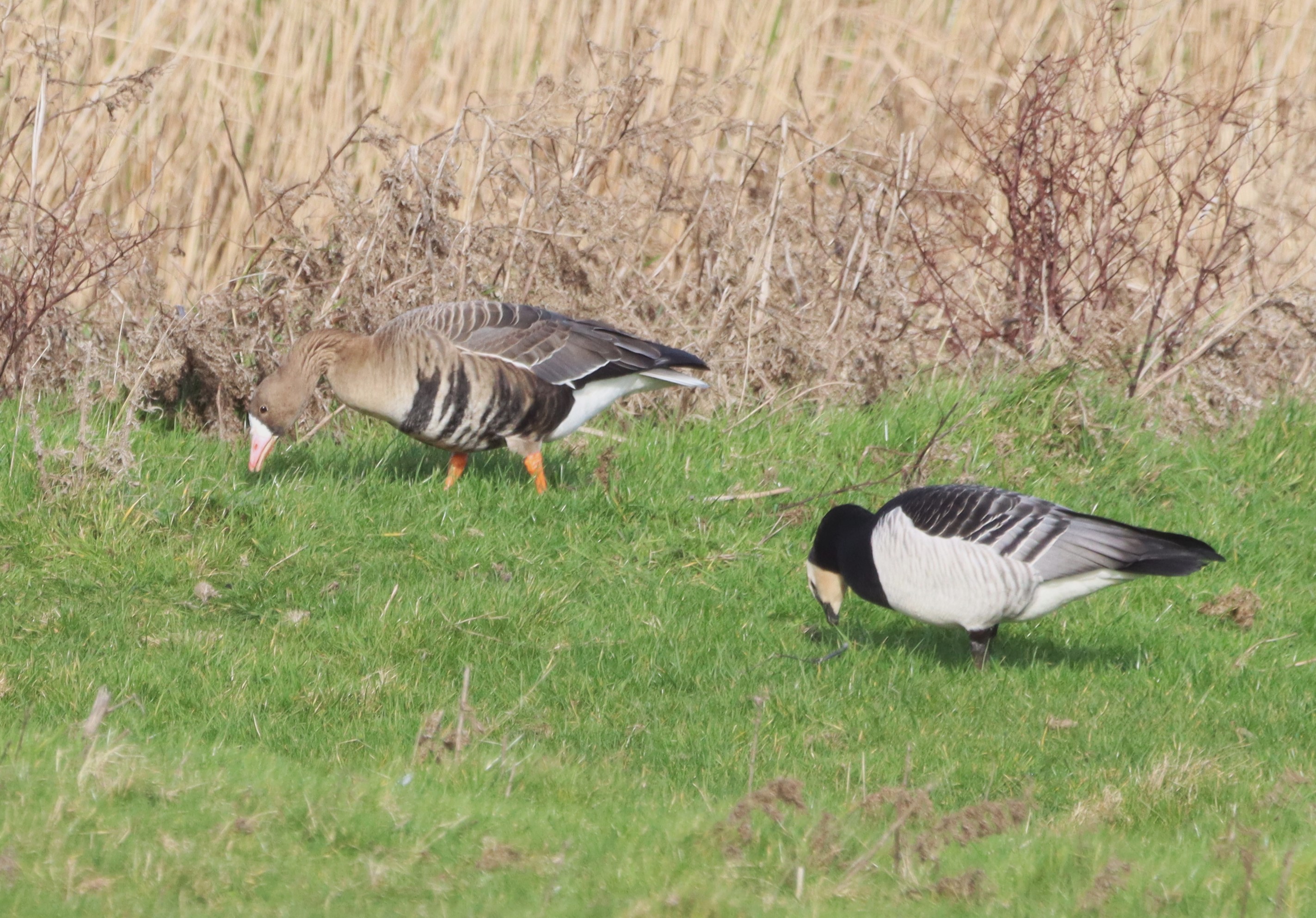White-fronted Goose (Eurasian) - 23-02-2026