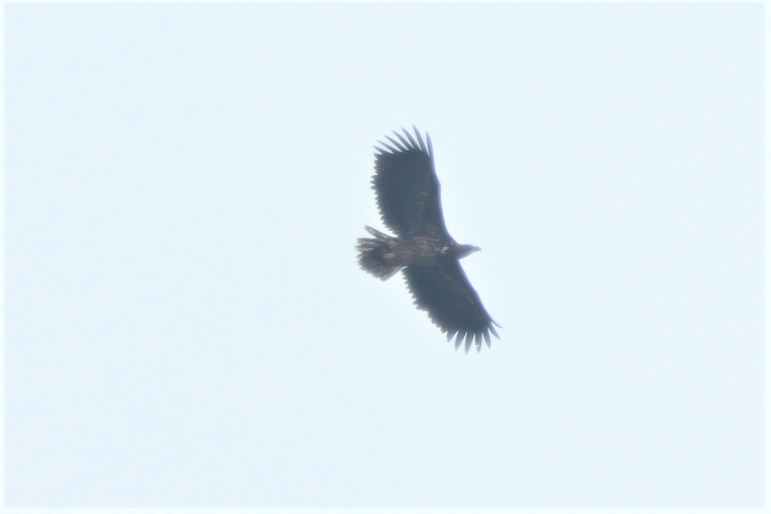 White-tailed Eagle - 23-03-2021