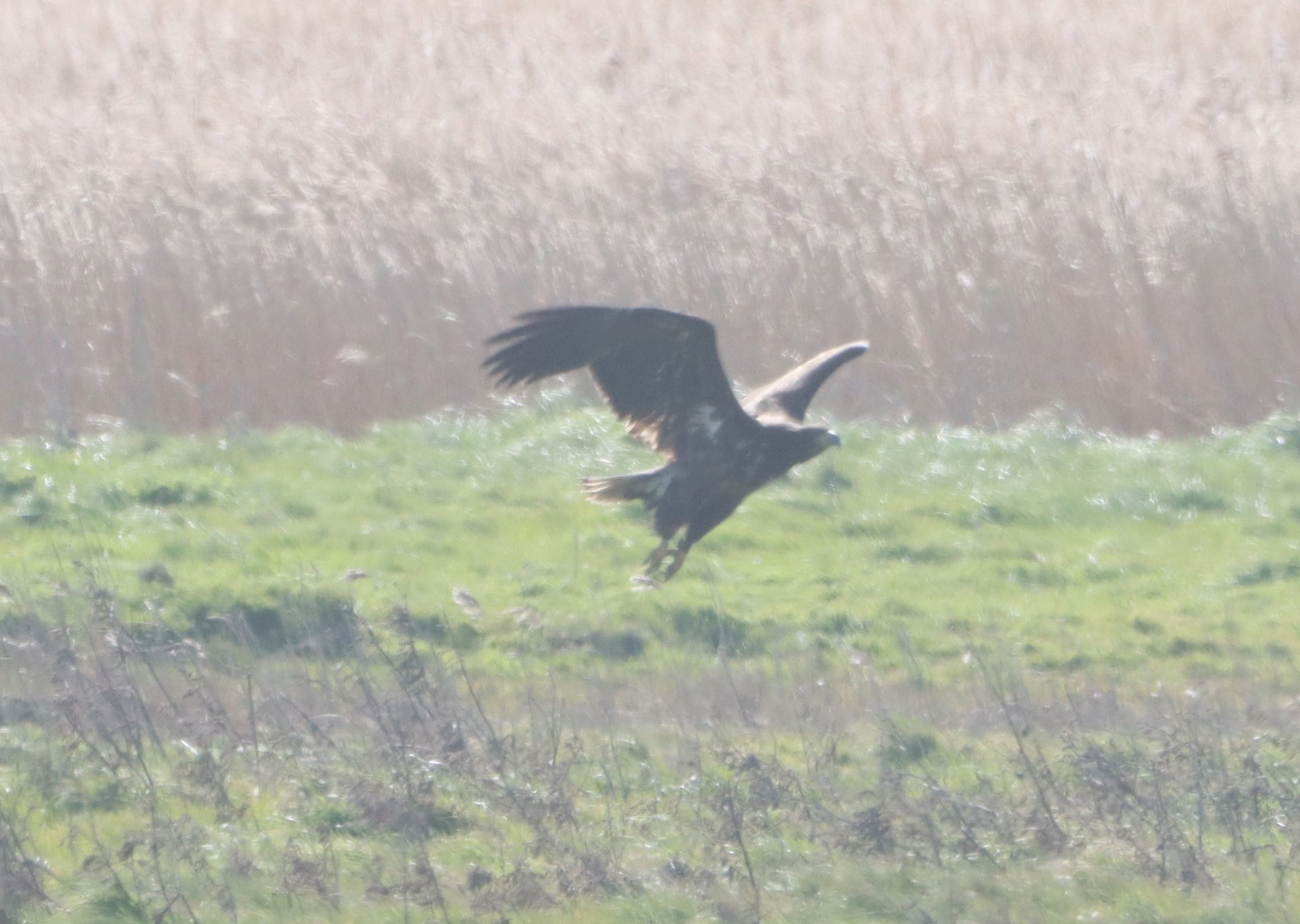 White-tailed Eagle - 30-03-2026