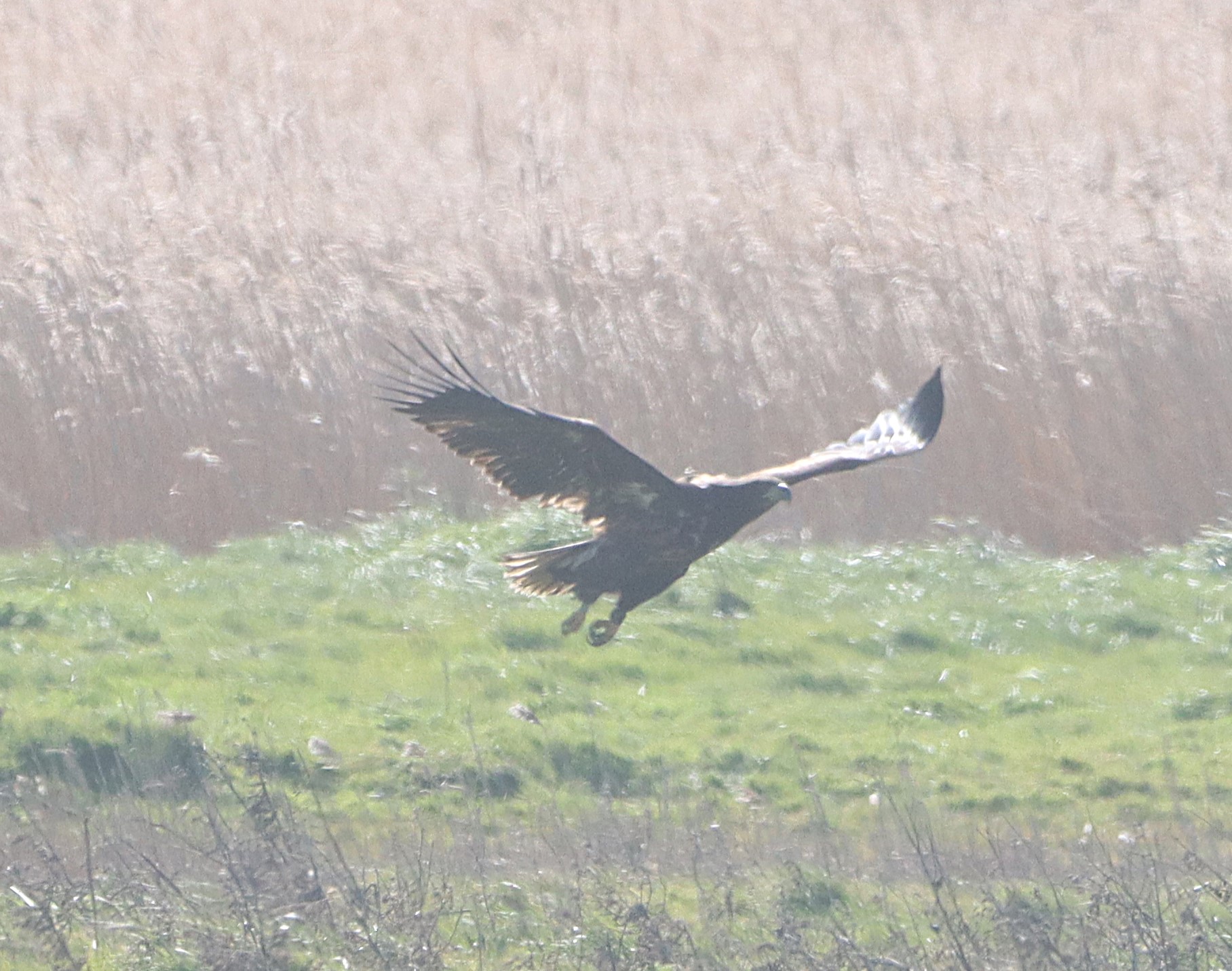 White-tailed Eagle - 30-03-2026