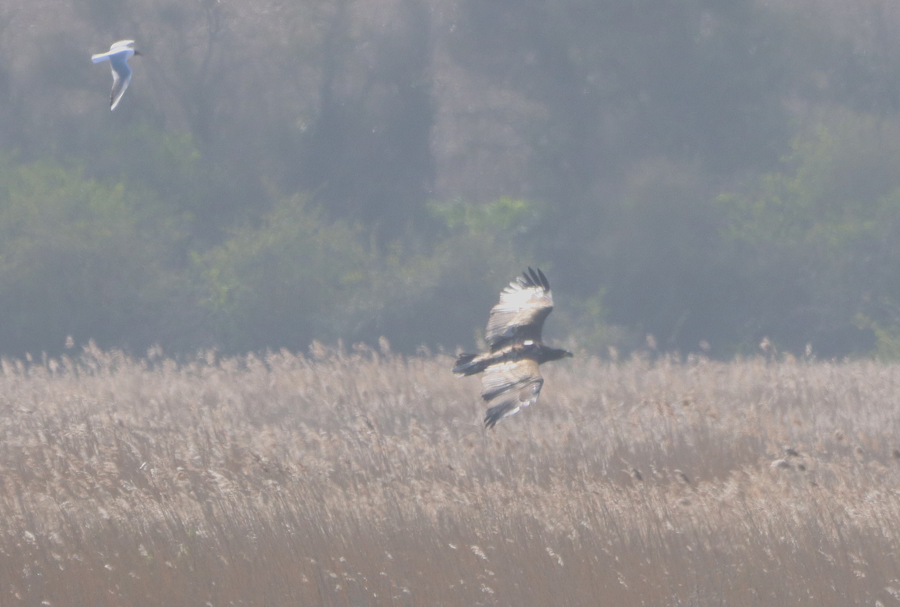 White-tailed Eagle - 30-03-2026