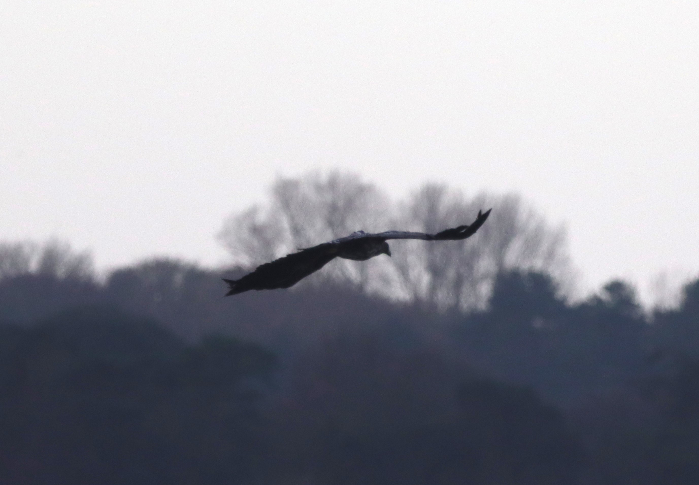White-tailed Eagle - 08-12-2022