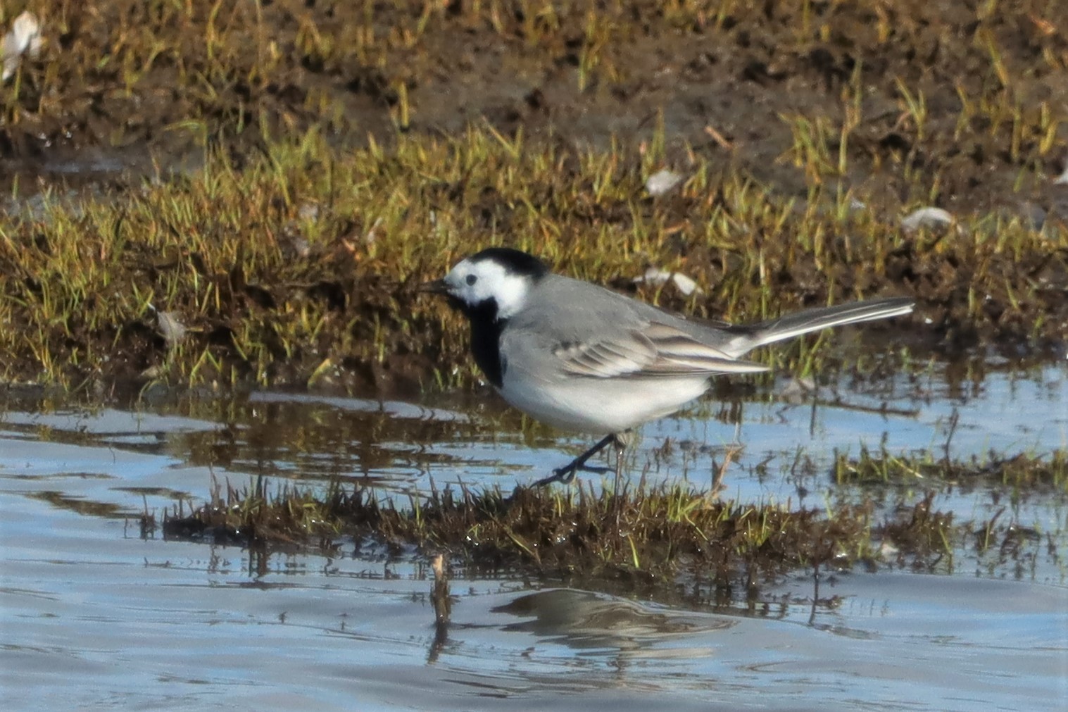 White Wagtail (White) - 02-04-2021