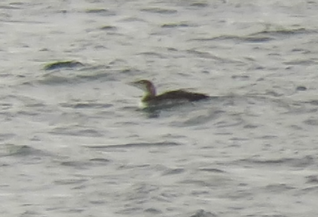 White-billed Diver - 29-09-2023